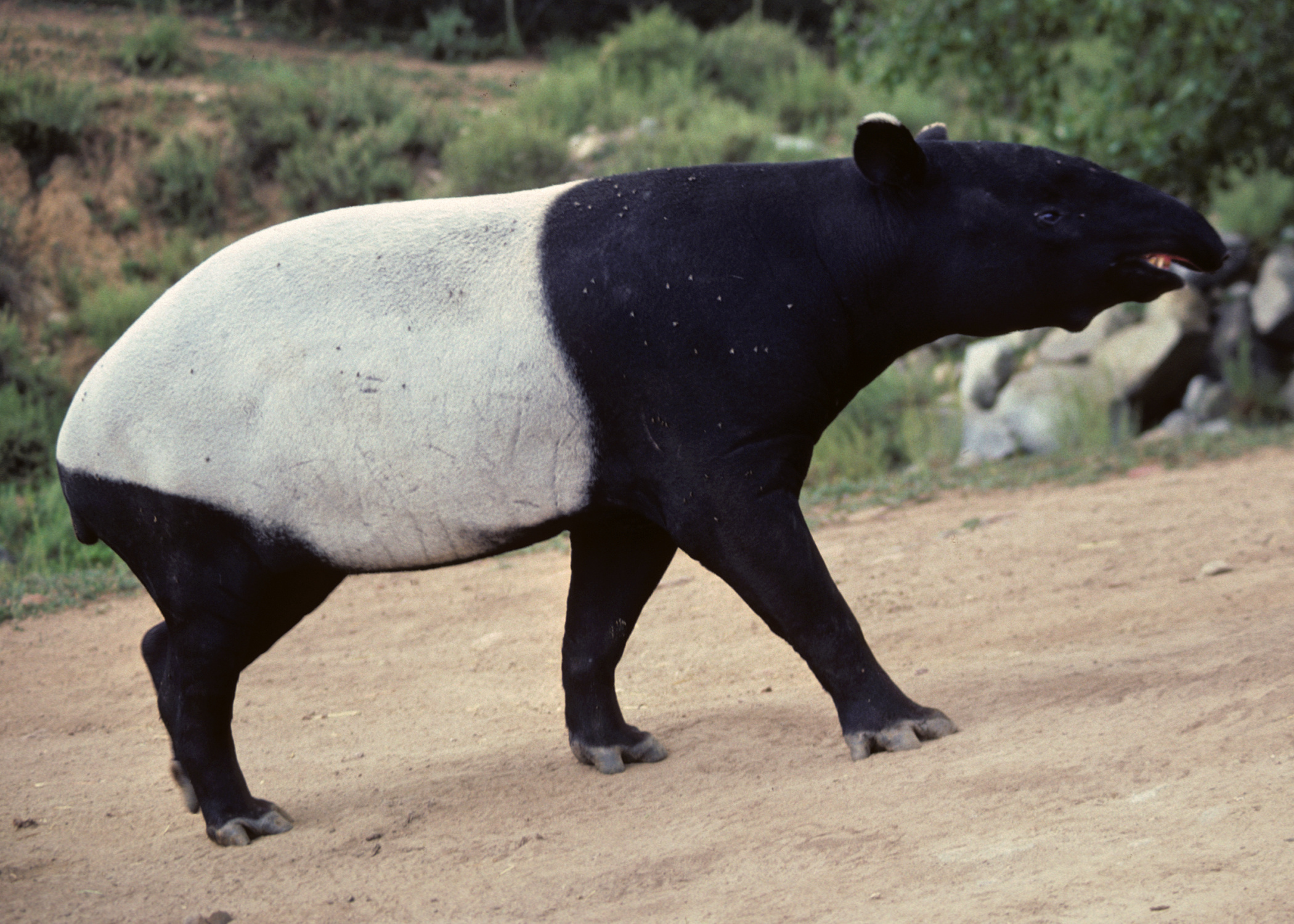 Tapir wallpapers, HQ images, 4K resolution, Stunning pictures, 2100x1500 HD Desktop