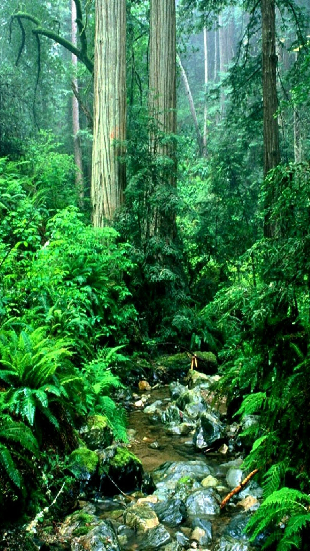 Rainforest wonders, Lush greenery, Ultra HD wallpapers, Serene landscapes, 1080x1920 Full HD Phone