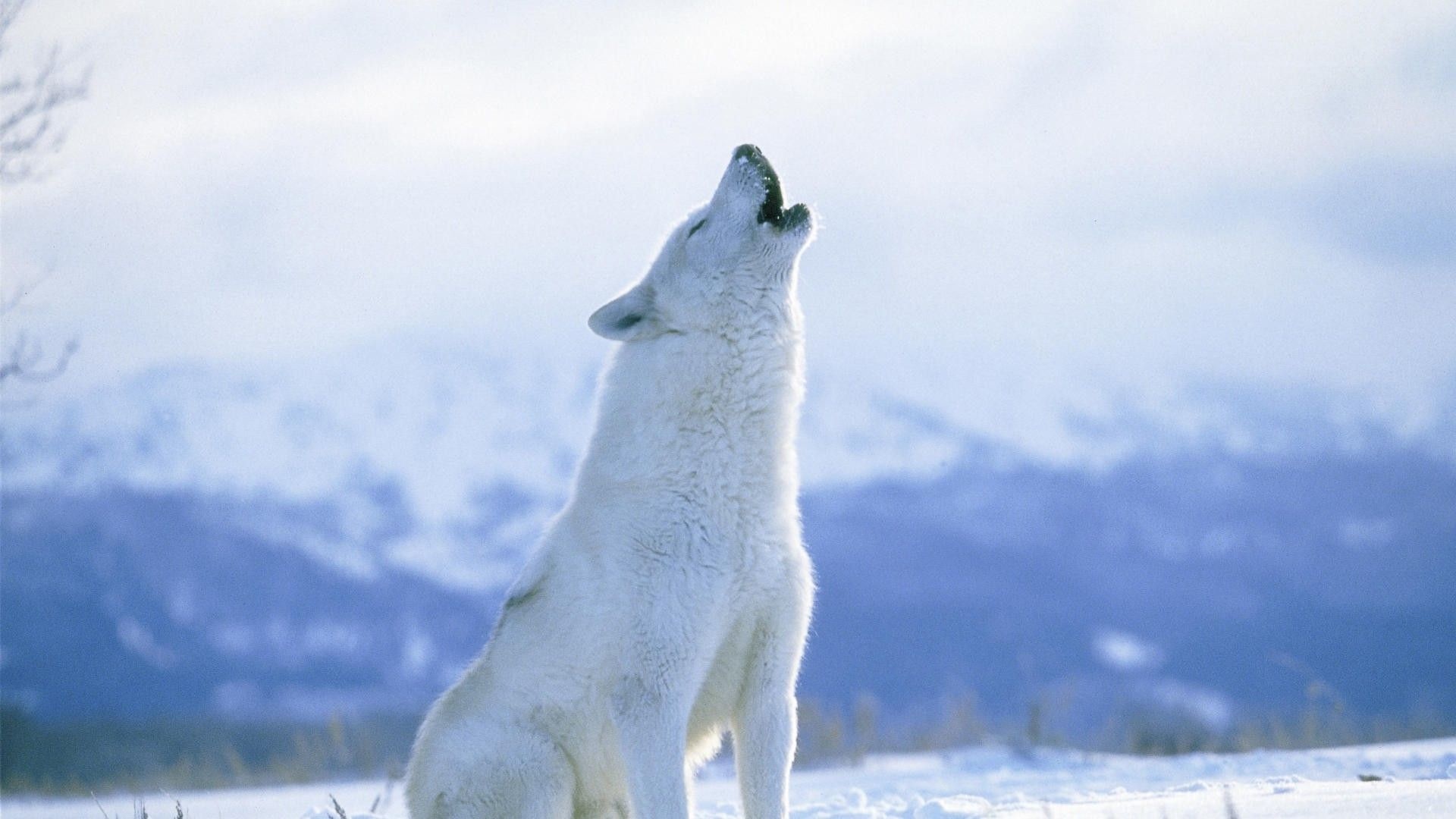 White wolf, Howling Wolf Wallpaper, 1920x1080 Full HD Desktop