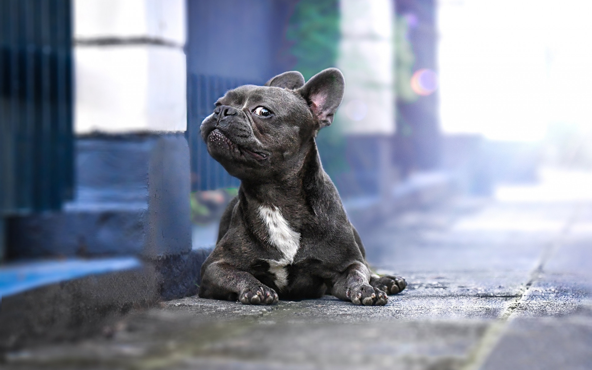 French Bulldog, Pets Wallpaper, 1920x1200 HD Desktop