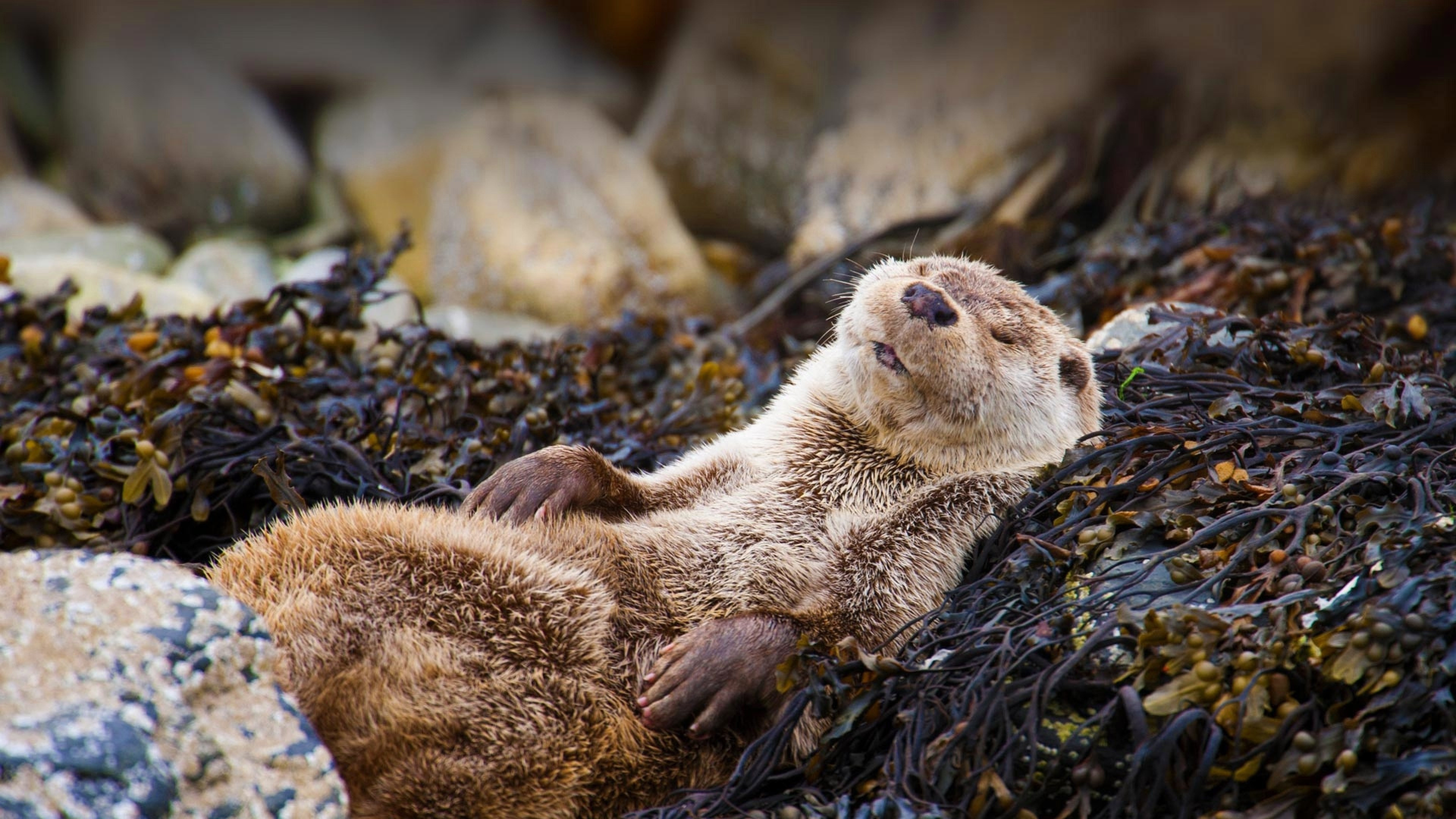 Lying down otter beauty, Resting in nature's embrace, Serene otter tranquility, Appreciate their peacefulness, 3840x2160 4K Desktop