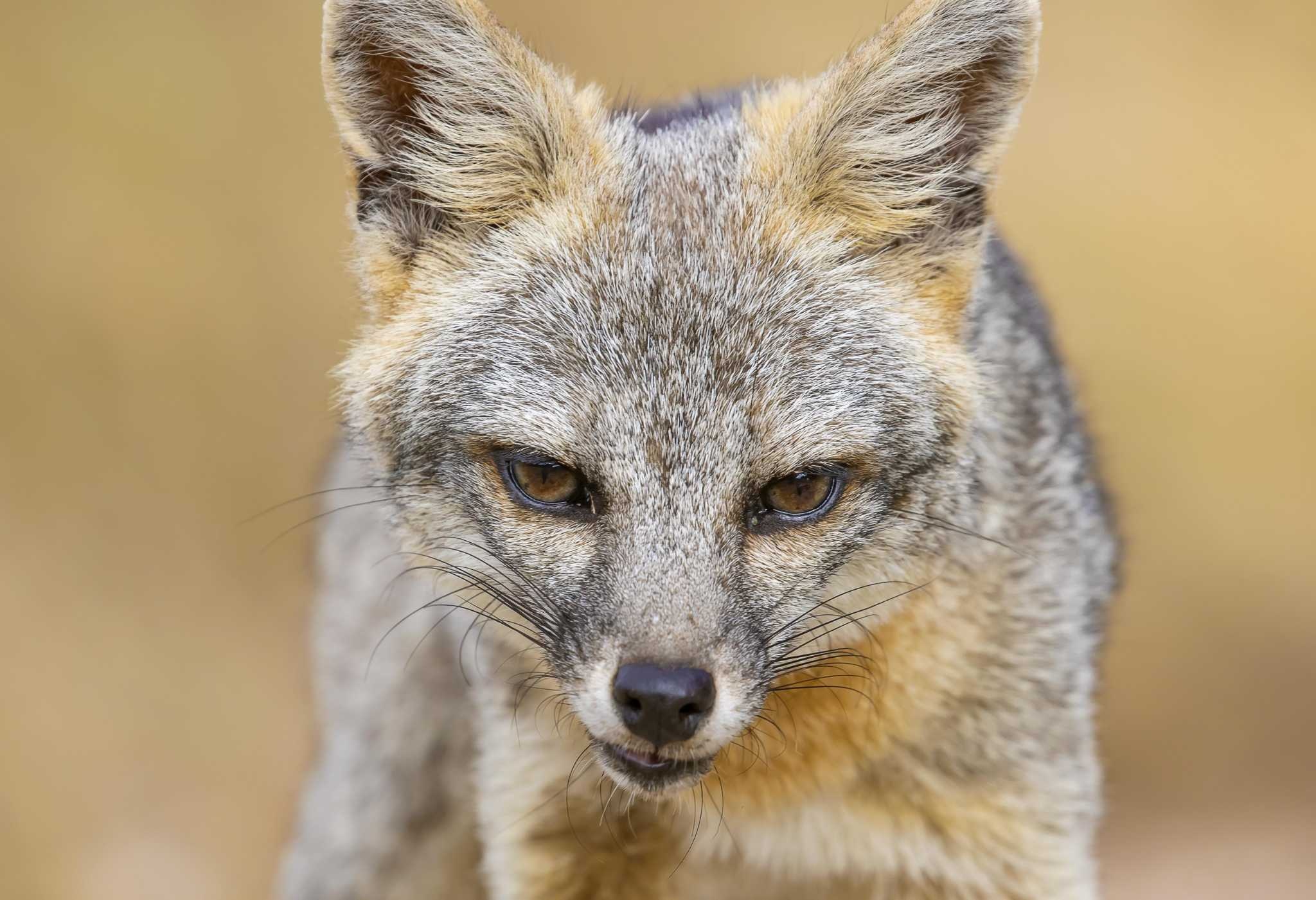 Gray Fox, San Antonio's common critter, Urban fox sightings, Adapting to urban environment, 2050x1410 HD Desktop