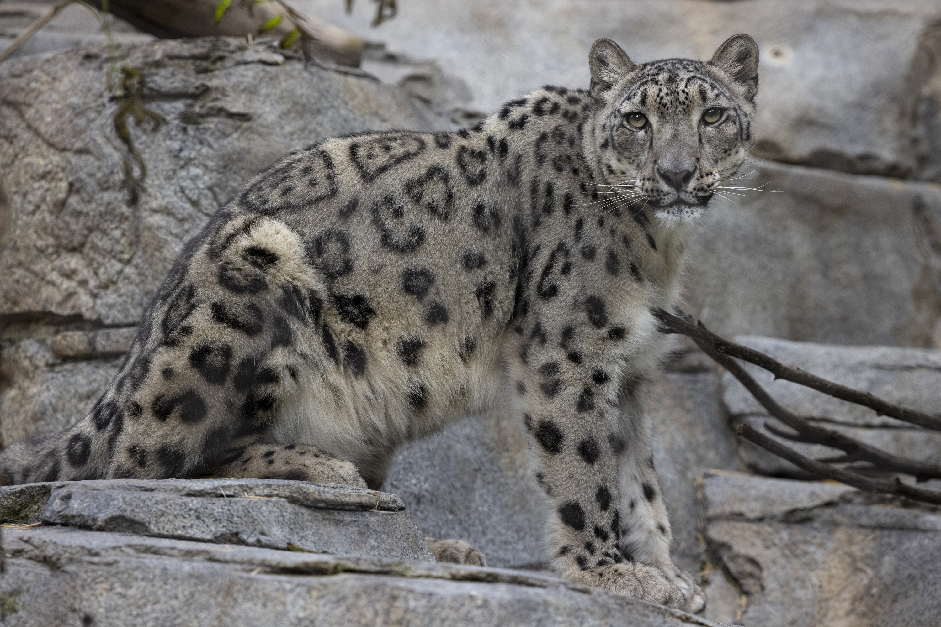 Snow Leopard, COVID-19, 3000x2010 HD Desktop