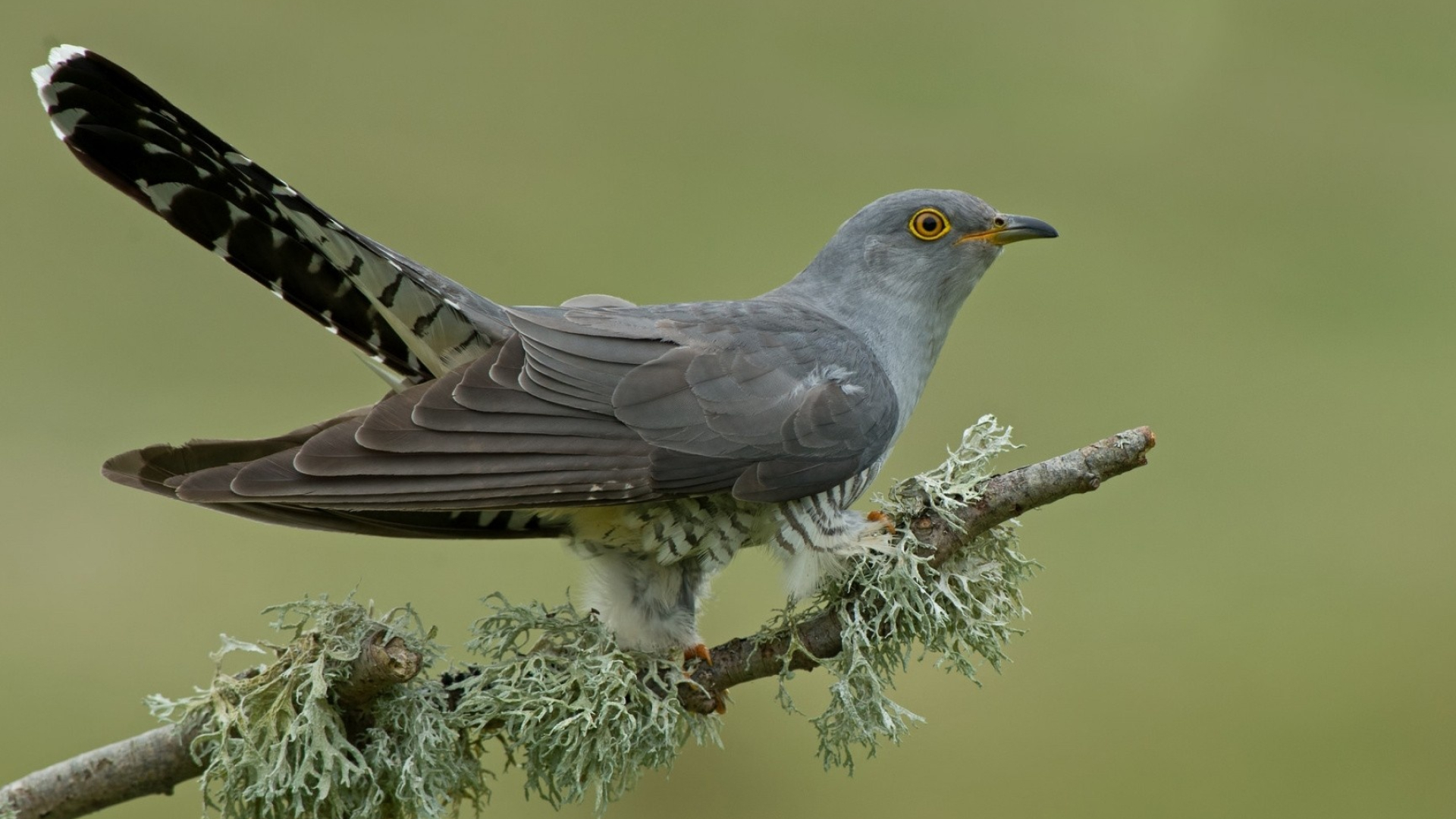 Graphic cuckoo wallpapers, Artistic avian, Nature-inspired, Aesthetic delight, 1920x1080 Full HD Desktop