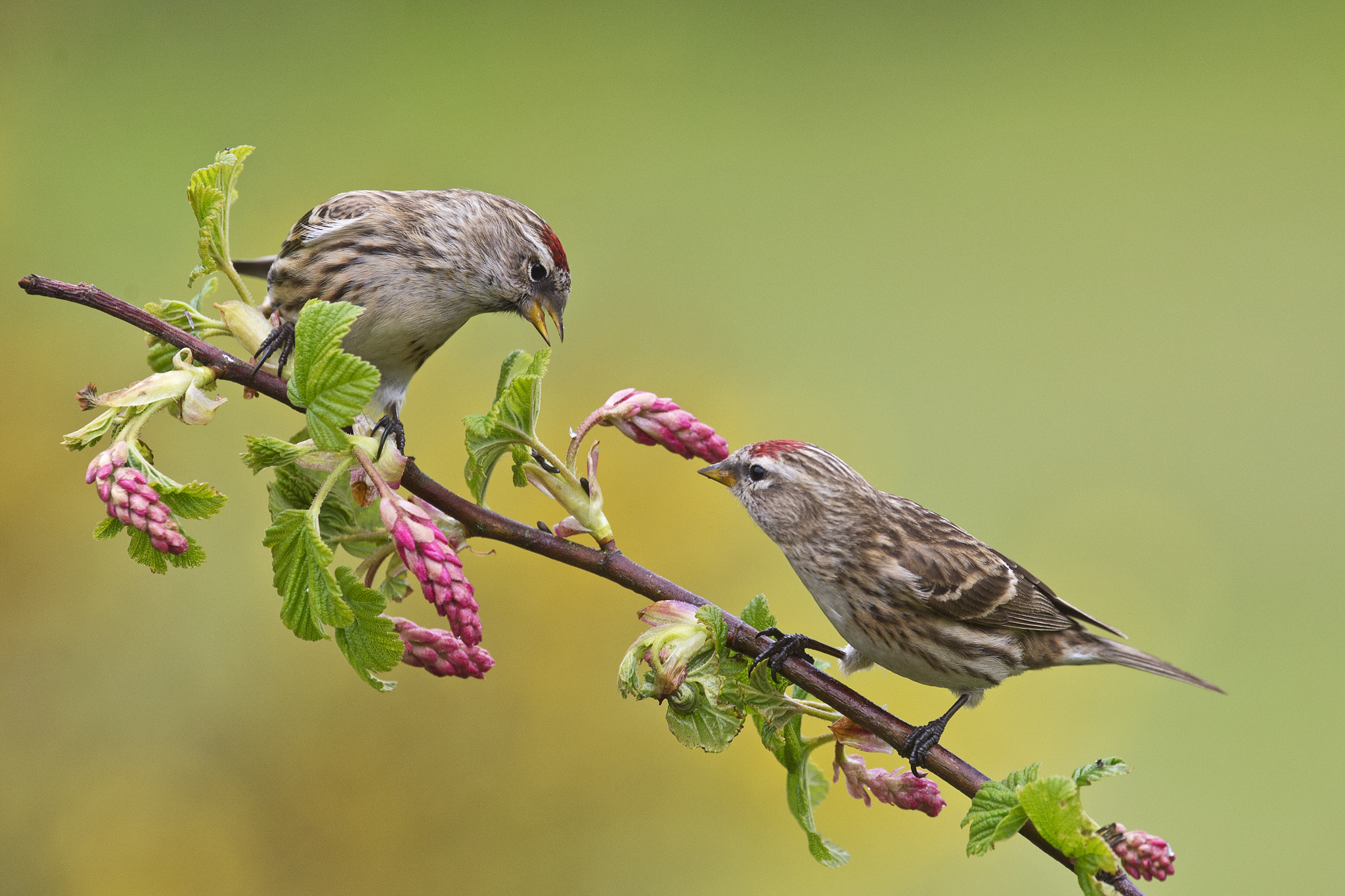 Bird species archives, Comprehensive bird database, Avian enthusiast's resource, Covered in feathers, 2050x1370 HD Desktop