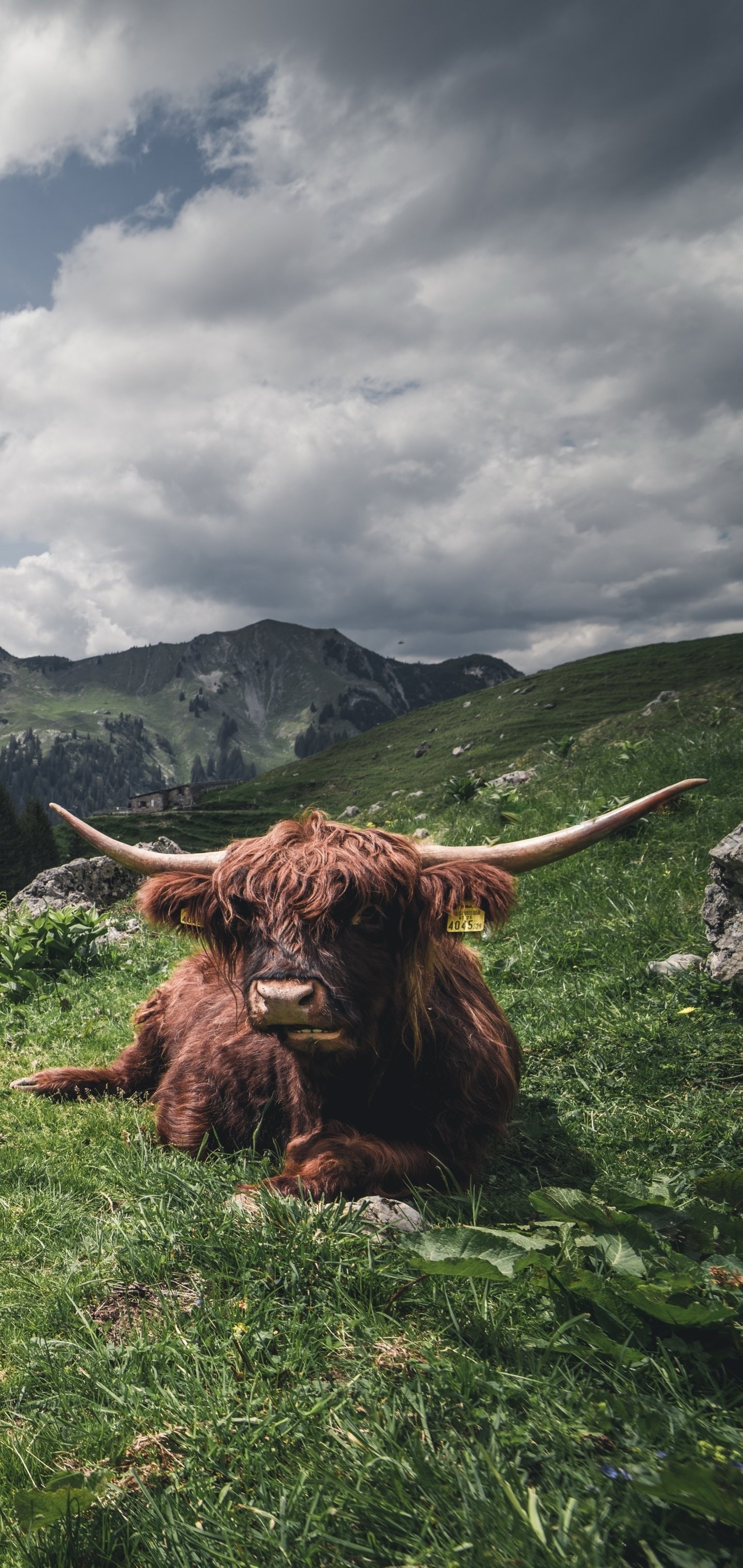 Graceful cows, Domestic animals, Animal farming, Countryside scenes, 1440x3040 HD Phone