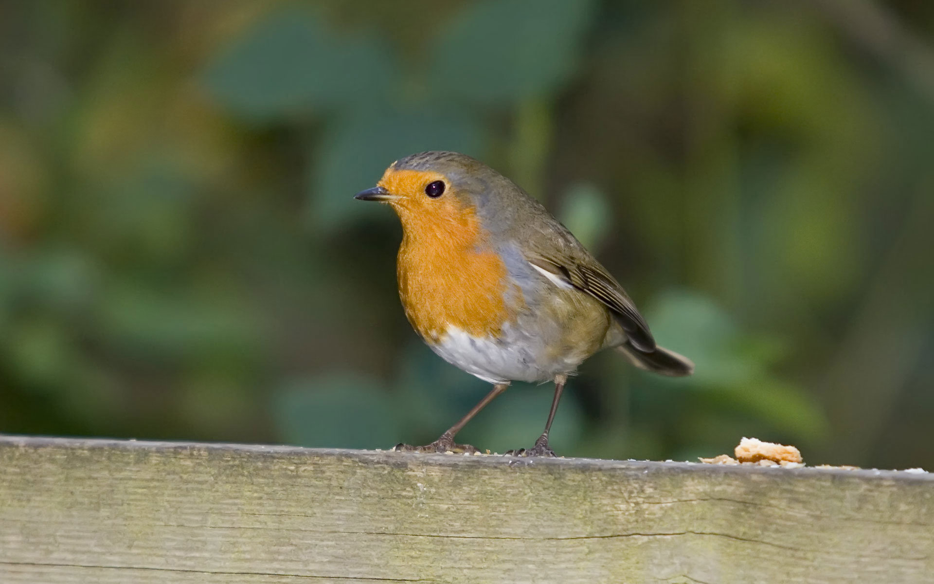 Robin bird wallpapers, HD quality, Stunning backgrounds, Avian artistry, 1920x1200 HD Desktop