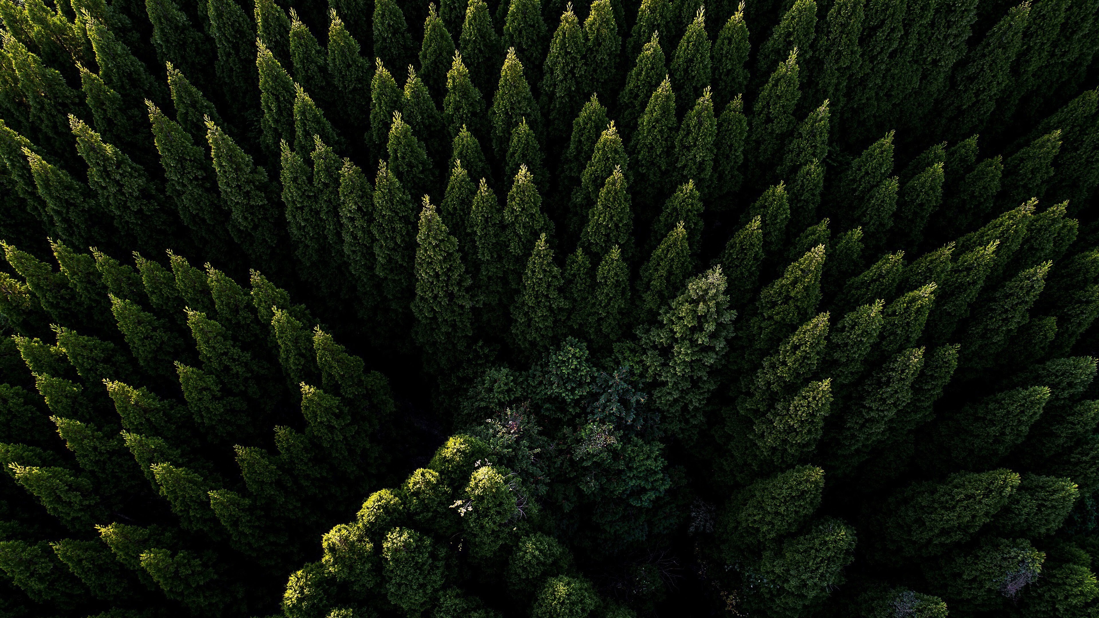 Coniferous Forest, Forests Wallpaper, 3840x2160 4K Desktop