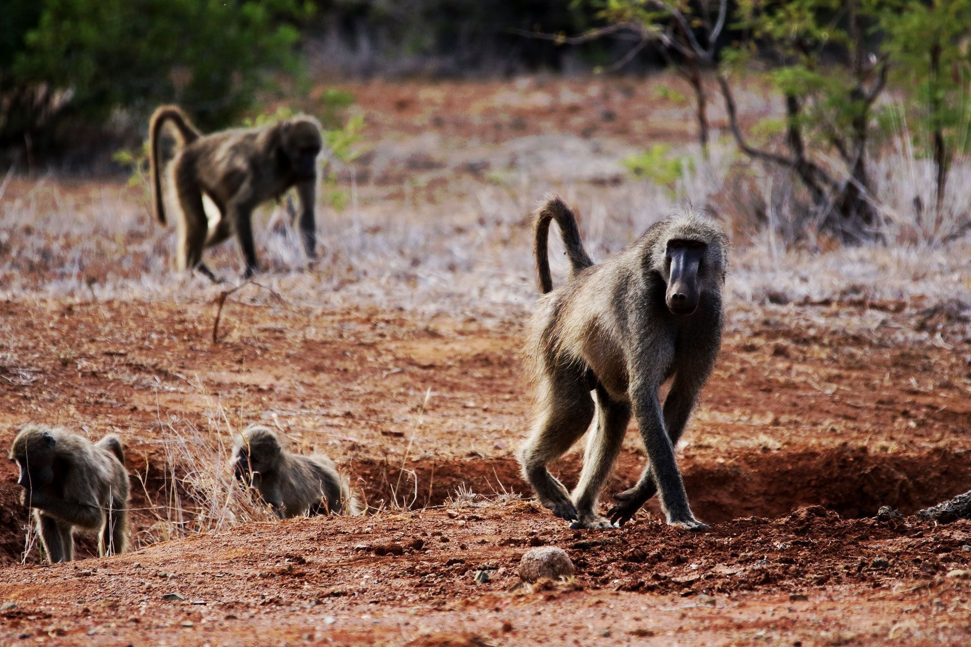 Baboon high definition wallpapers, Primate beauty, Stunning shots, Wildlife collection, 2000x1340 HD Desktop