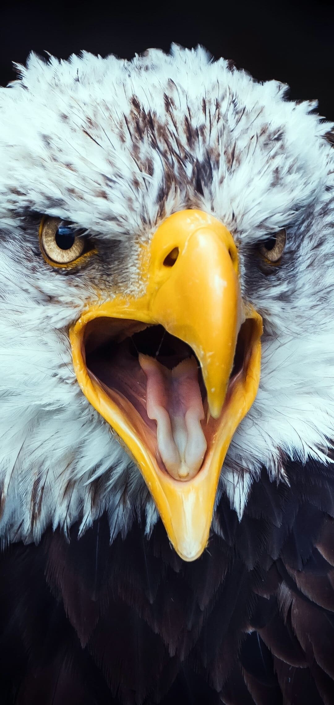 Free wallpaper download, Stunning eagle visuals, Mesmerizing beauty, Gorgeous nature, 1080x2280 HD Phone