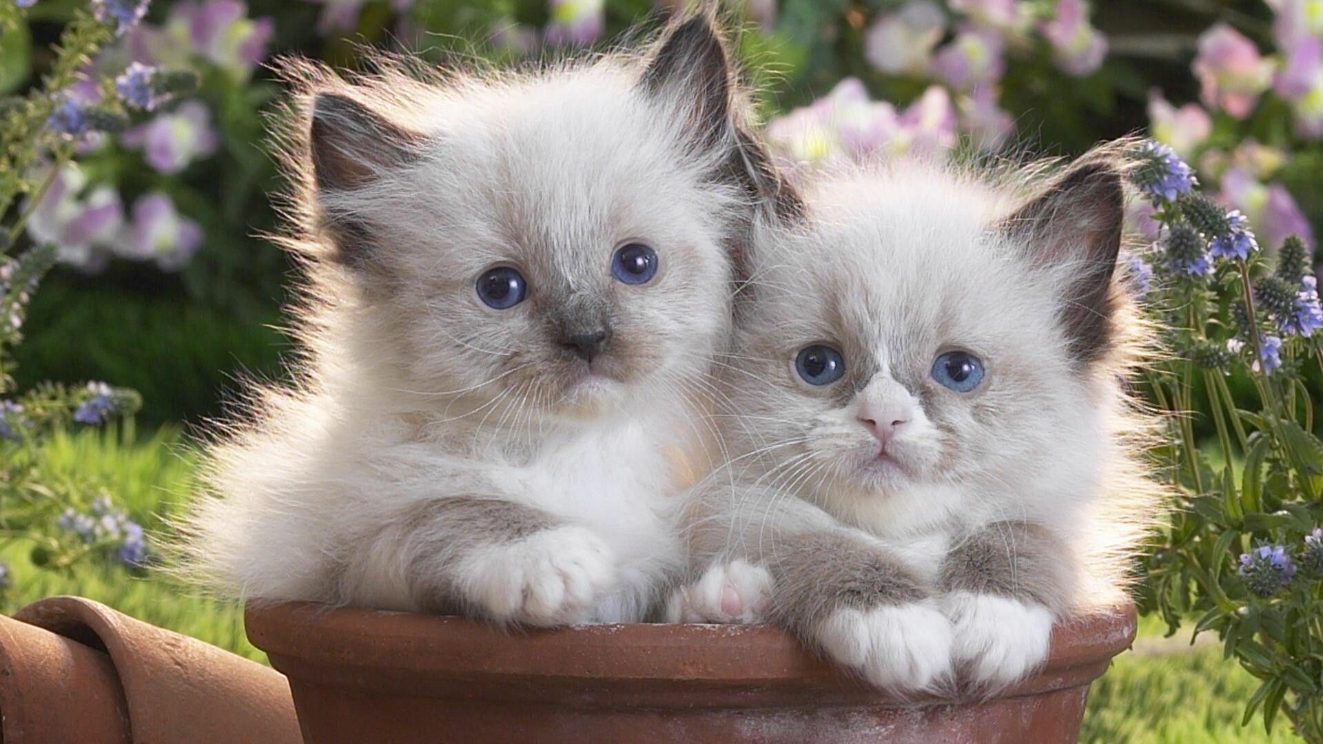 Siblings, Kittens Wallpaper, 1920x1080 Full HD Desktop