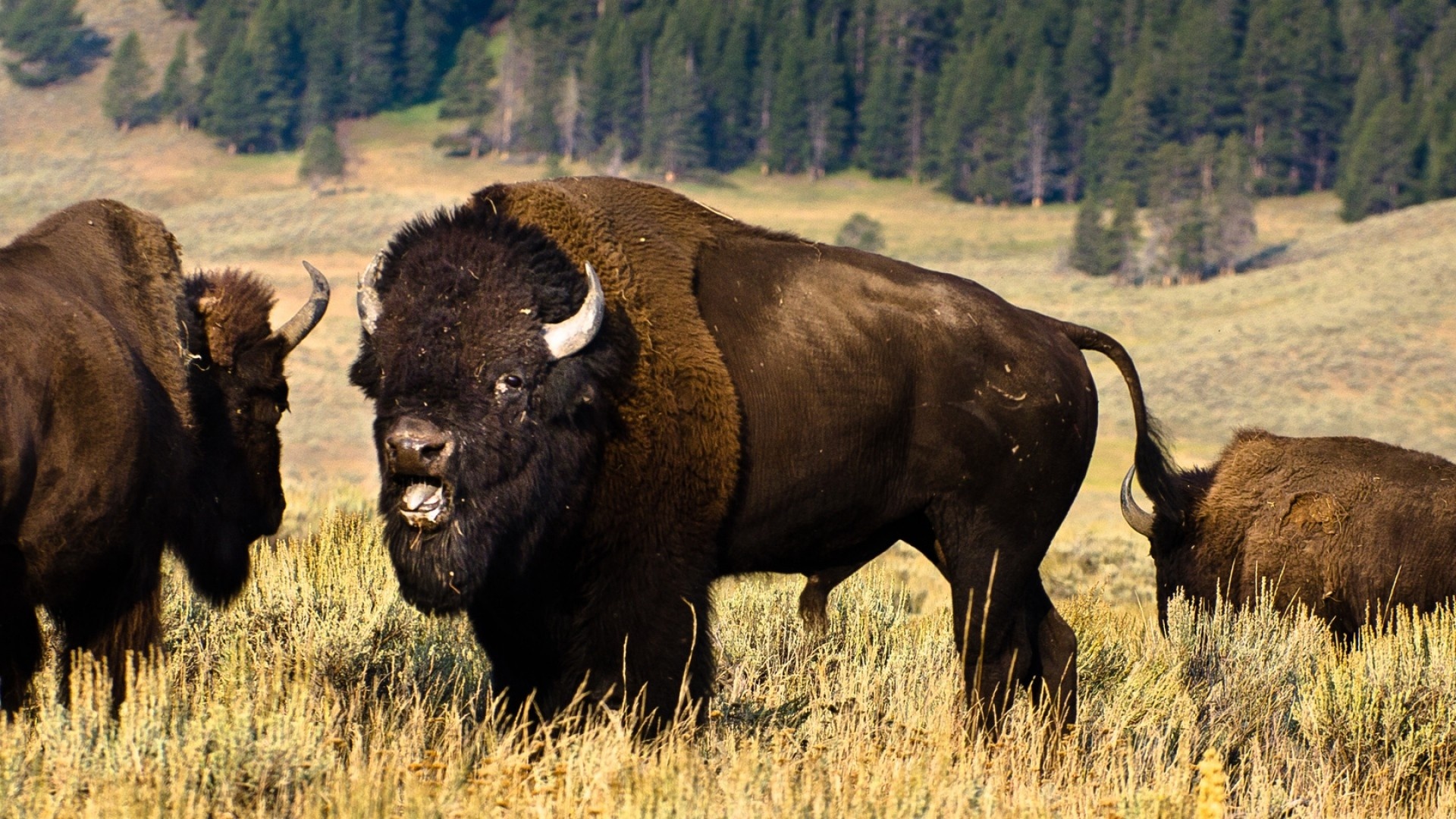 Desktop wallpaper featuring buffalo, Nature's beauty, Wildlife wonder, Animal photography, 1920x1080 Full HD Desktop