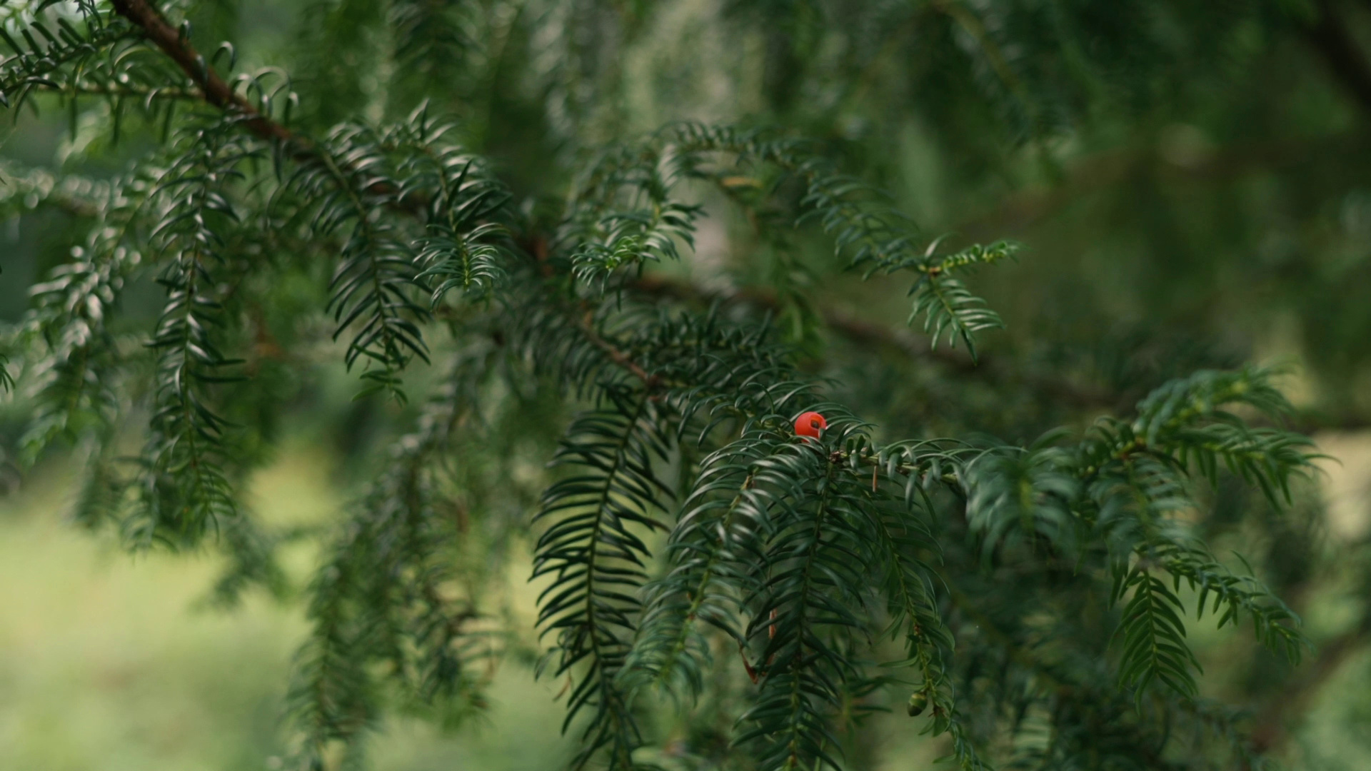 Unsere Bume, Eibe, Taxus baccata, Forst erklrt, 1920x1080 Full HD Desktop