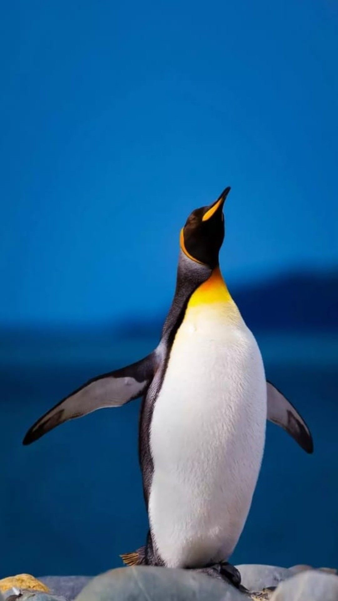 Enjoy placess, Penguin paradise, Exotic destination, Travel inspiration, 1080x1920 Full HD Phone