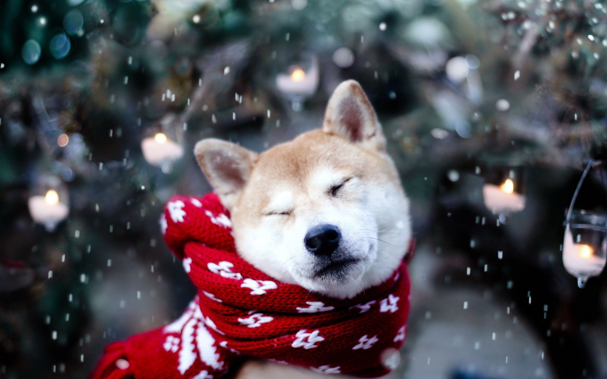 Shiba Inu, Cute Dogs Wallpaper, 2560x1600 HD Desktop