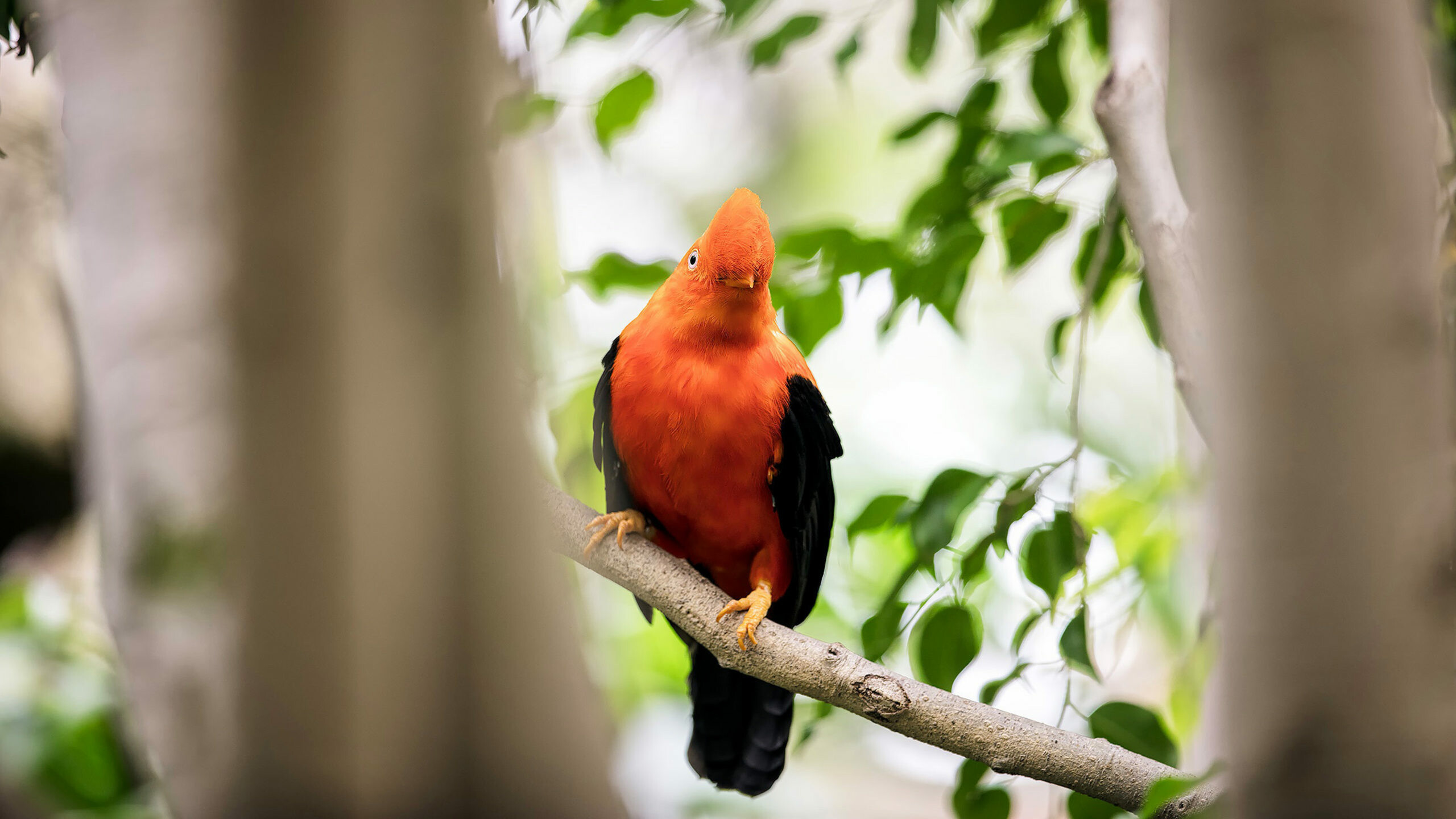 Red bird, Beautiful landscape, Ultra HD wallpaper, Nature's wonders, 2560x1440 HD Desktop