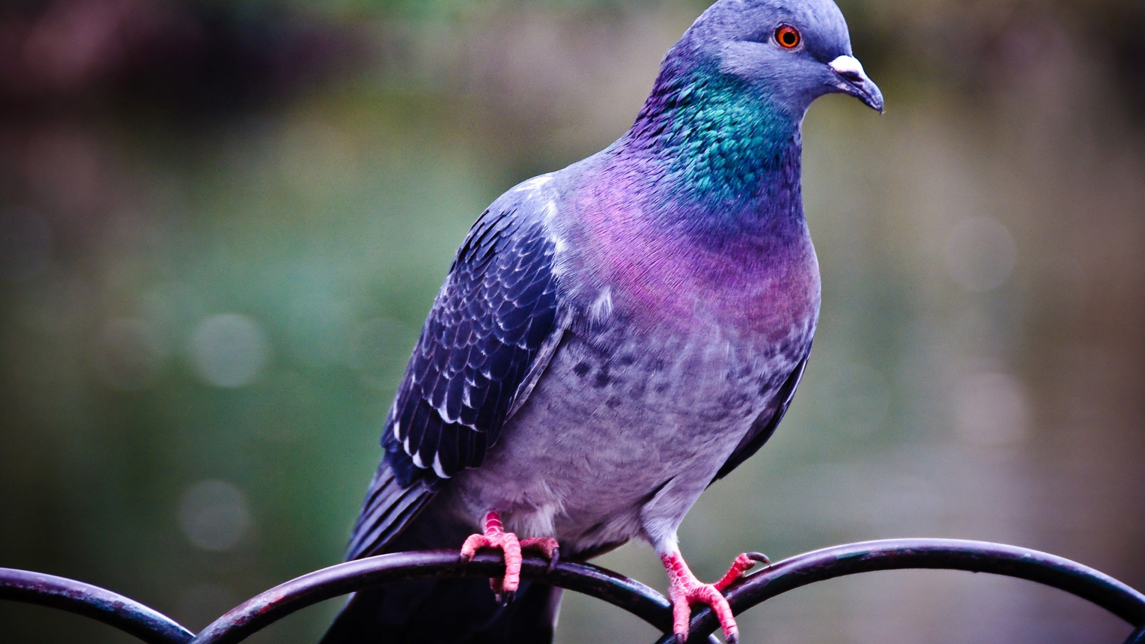 Columba livia, Pigeons Wallpaper, 3840x2160 4K Desktop