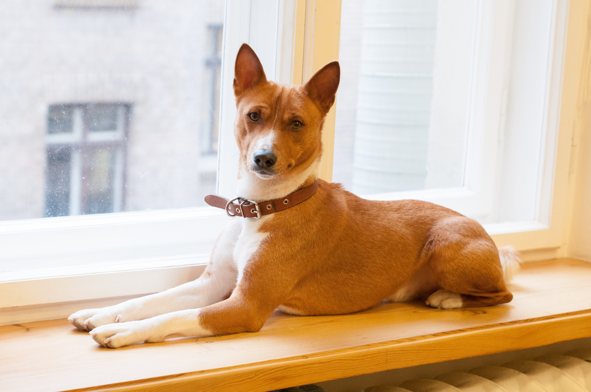 Basenji Dog, Smart and agile, Fox-like appearance, Active and energetic, 1920x1280 HD Desktop