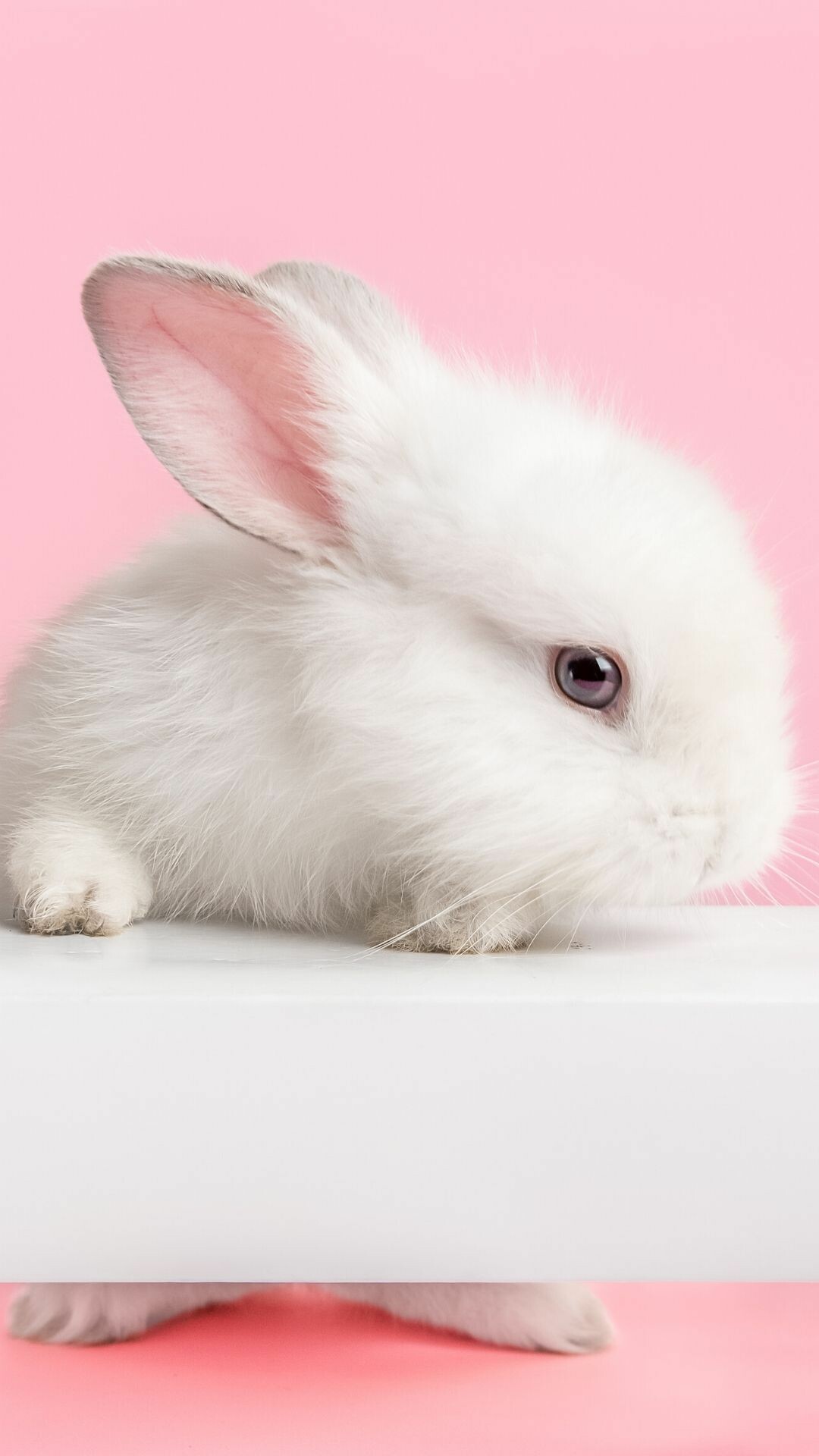 iPhone rabbit wallpapers, Mobile phone backgrounds, Cute rabbit pictures, Smartphone beauty, 1080x1920 Full HD Phone