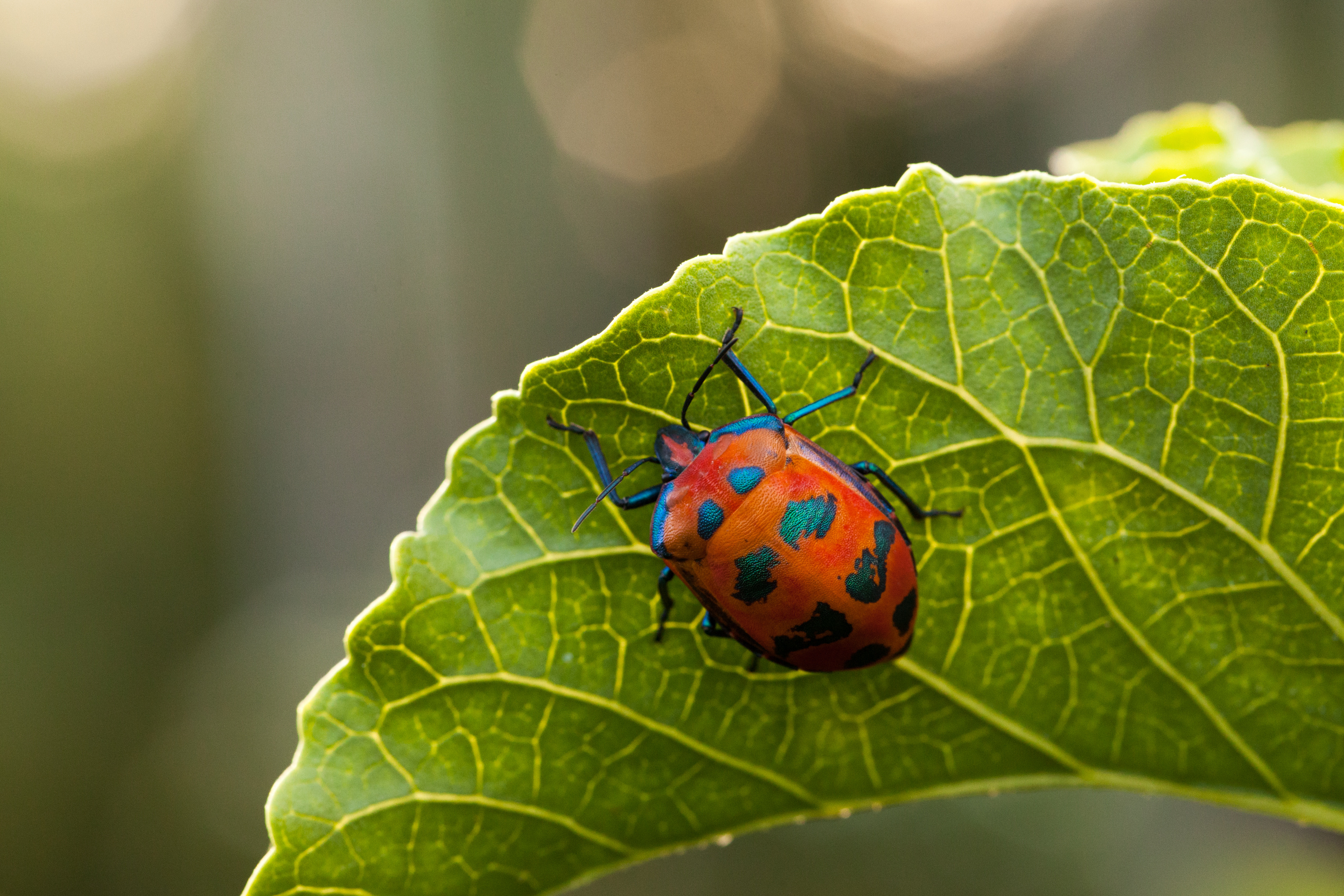 Beetle, Bug wallpapers, Animal, Backgrounds, 2880x1920 HD Desktop