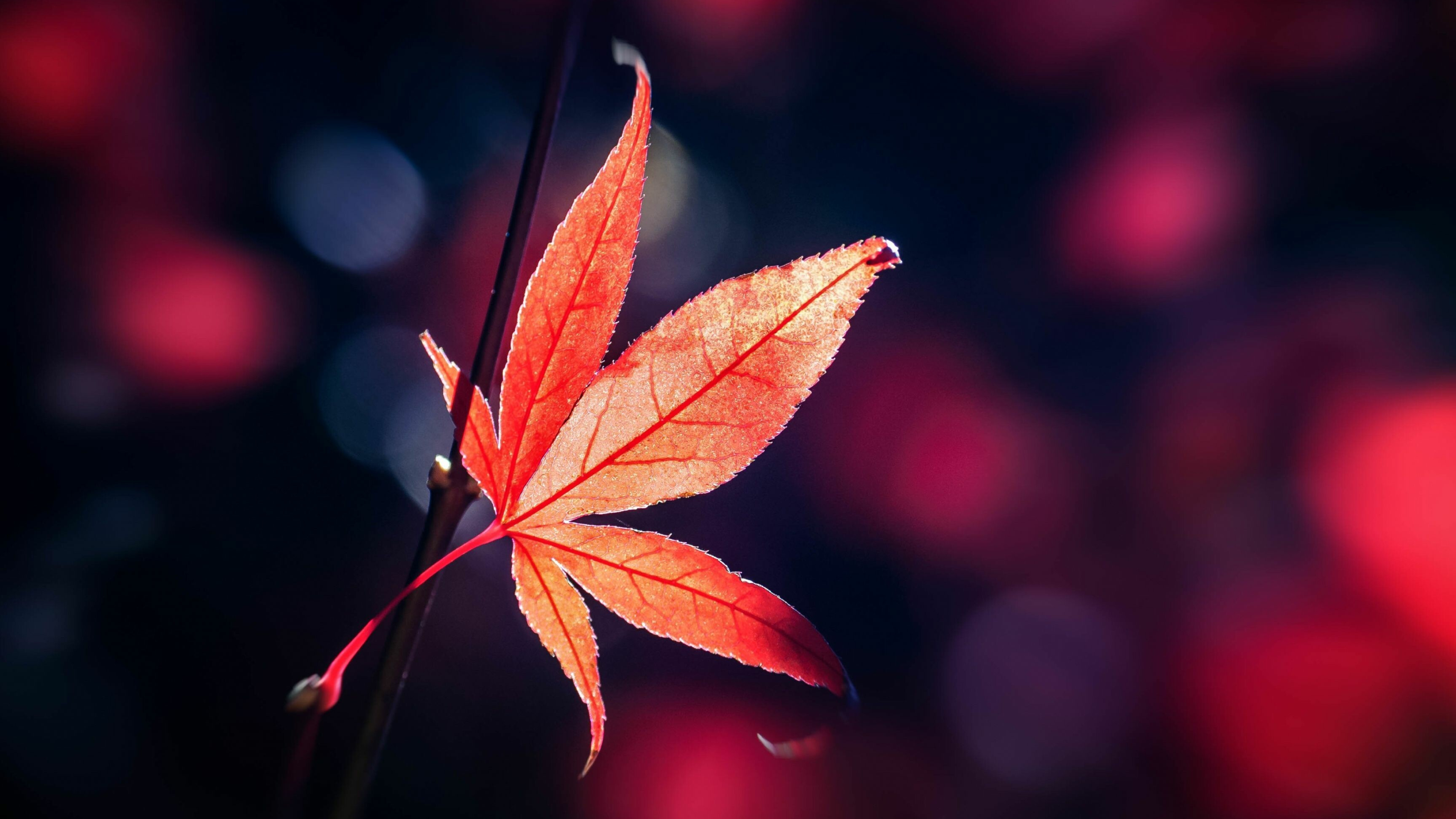 Maple leaves, Autumn foliage, Natural beauty, Seasonal transition, 3840x2160 4K Desktop