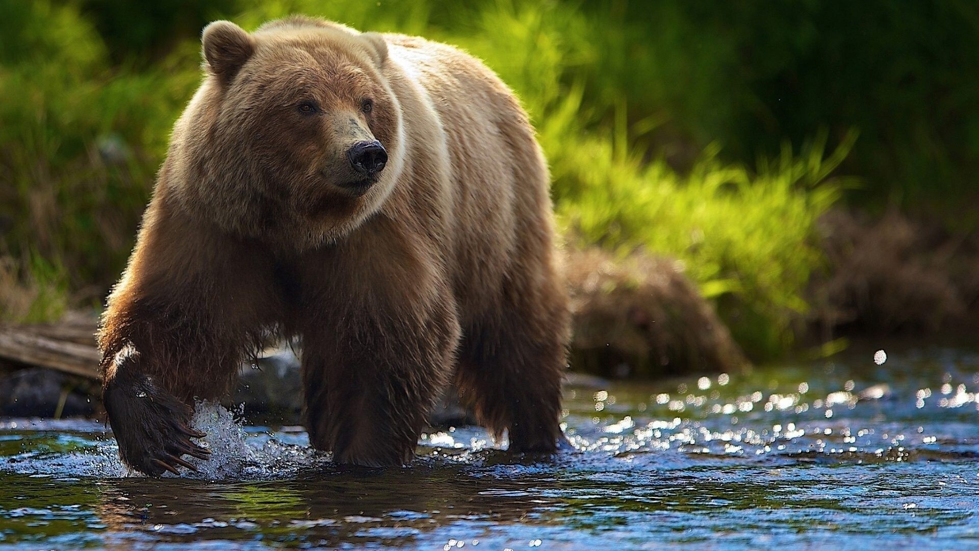 Brown bears, Forest inhabitants, Grizzly sightings, Nature's marvels, 1920x1080 Full HD Desktop