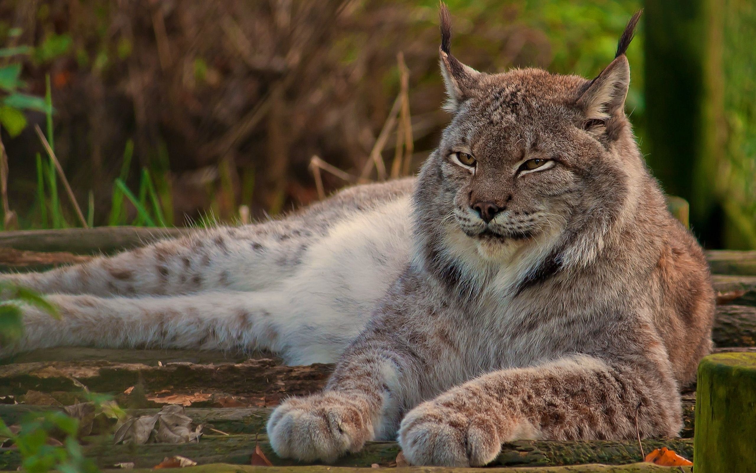 Lynx wallpapers, Diverse selection, Free downloads, Visual delight, 2560x1600 HD Desktop