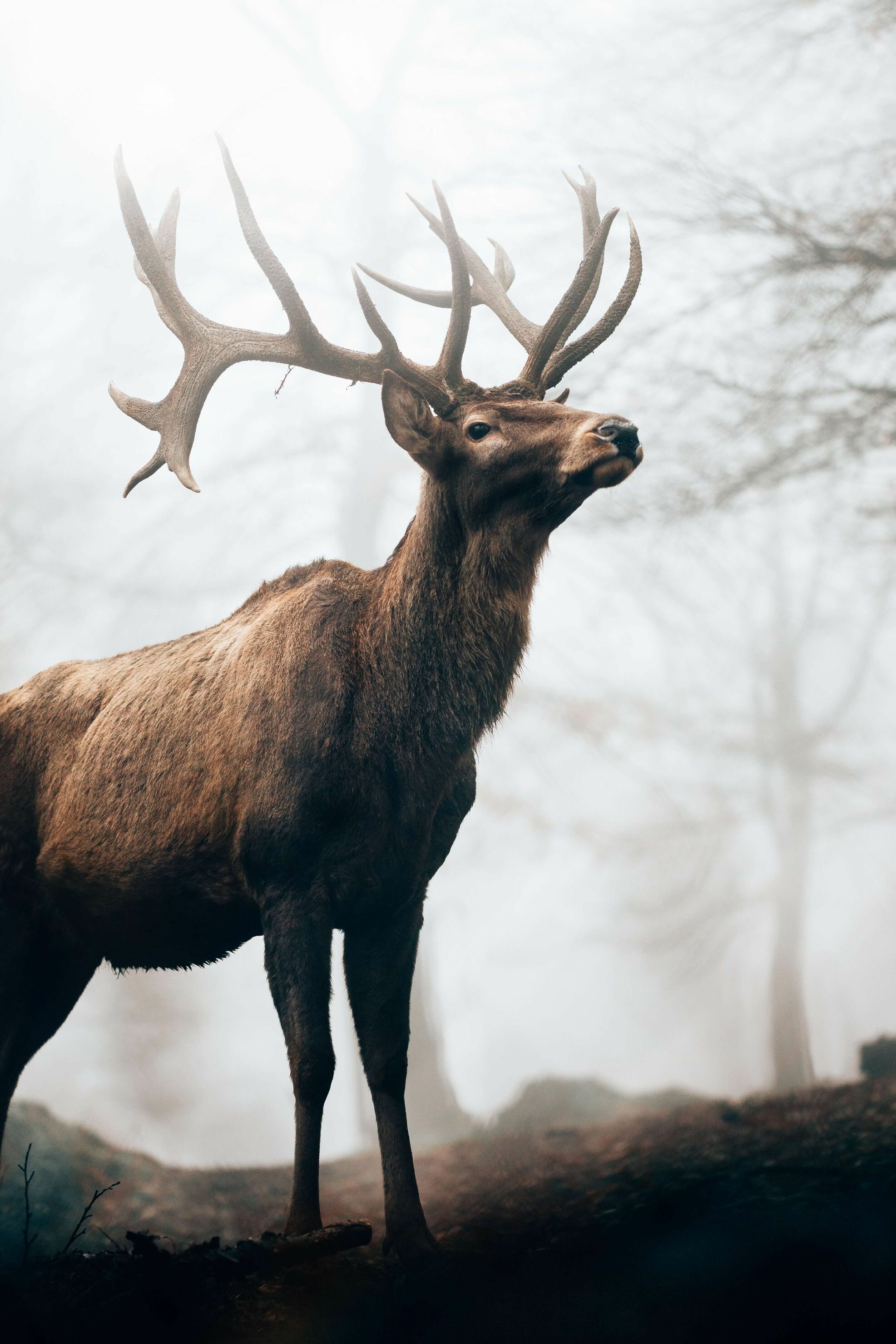 Reindeer in the fog, Mystical allure, Ethereal beauty, Nature's mystery, 1980x2960 HD Phone