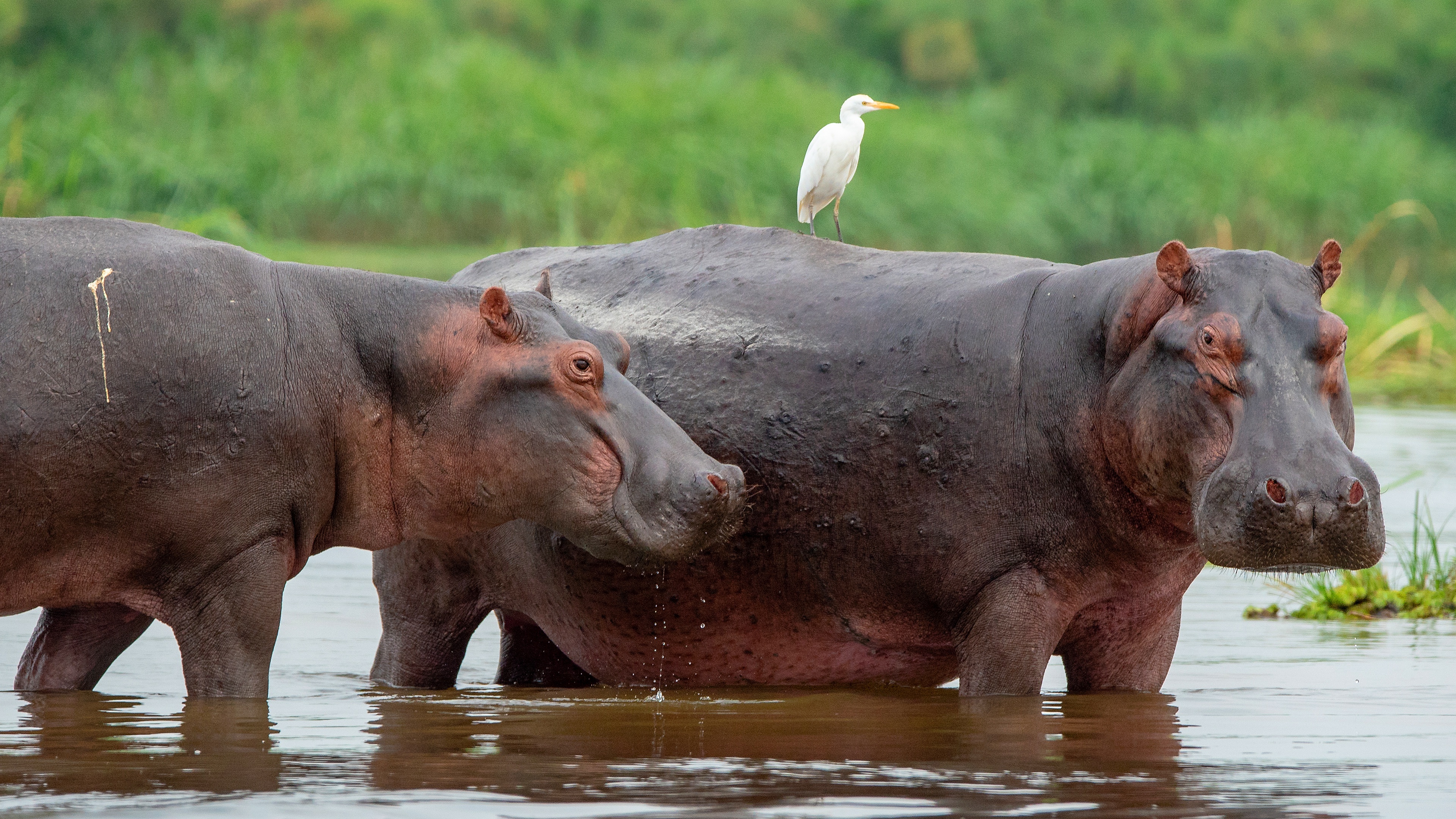 Bathing, Hippopotamus Wallpaper, 3840x2160 4K Desktop