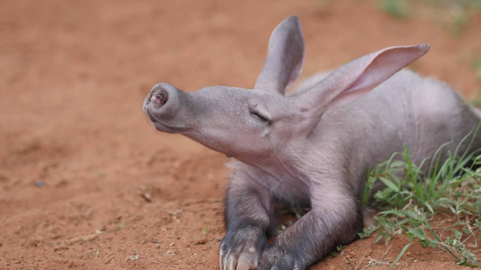 Inspirational aardvark photos, Aardvark in the wild, Aardvark appreciation, Aardvark pictures, 1920x1080 Full HD Desktop