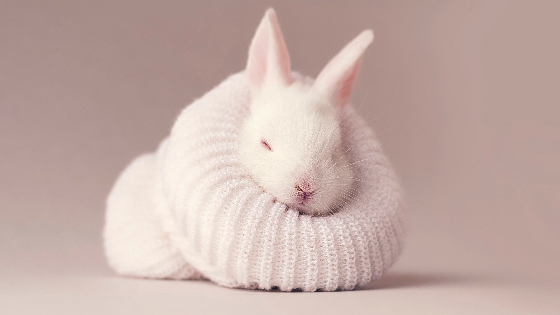 White rabbit wallpaper 4K, Newborn baby bunny, Cute bunny socks, Aesthetic bunny, 1920x1080 Full HD Desktop