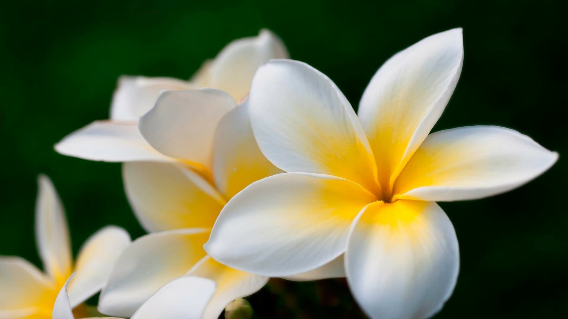 Plumeria pictures wallpaper, Stunning beauty, Detailed image, Floral delight, 1920x1080 Full HD Desktop