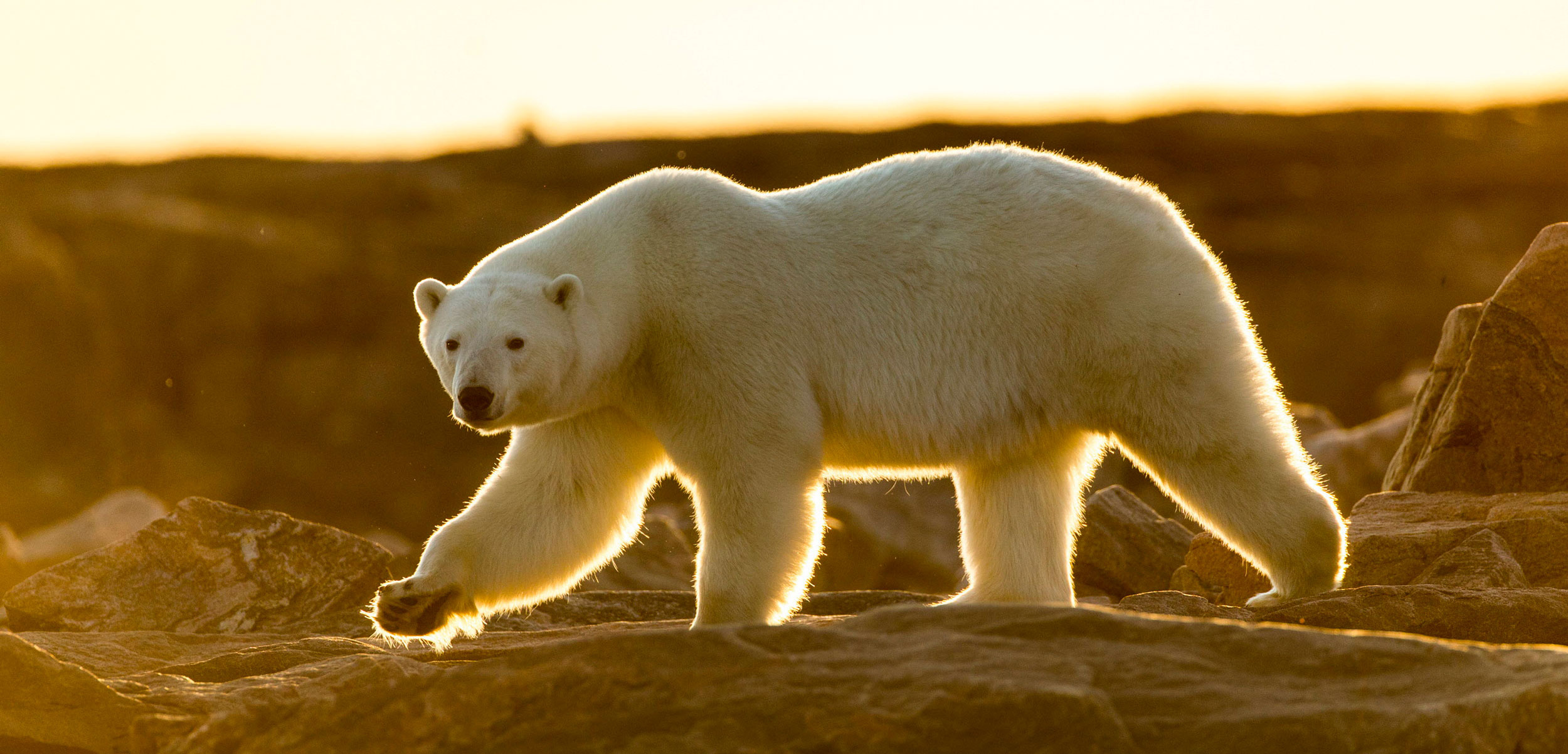 Chronic stress, Polar bear health, Research findings, Hakai magazine report, 2500x1210 Dual Screen Desktop