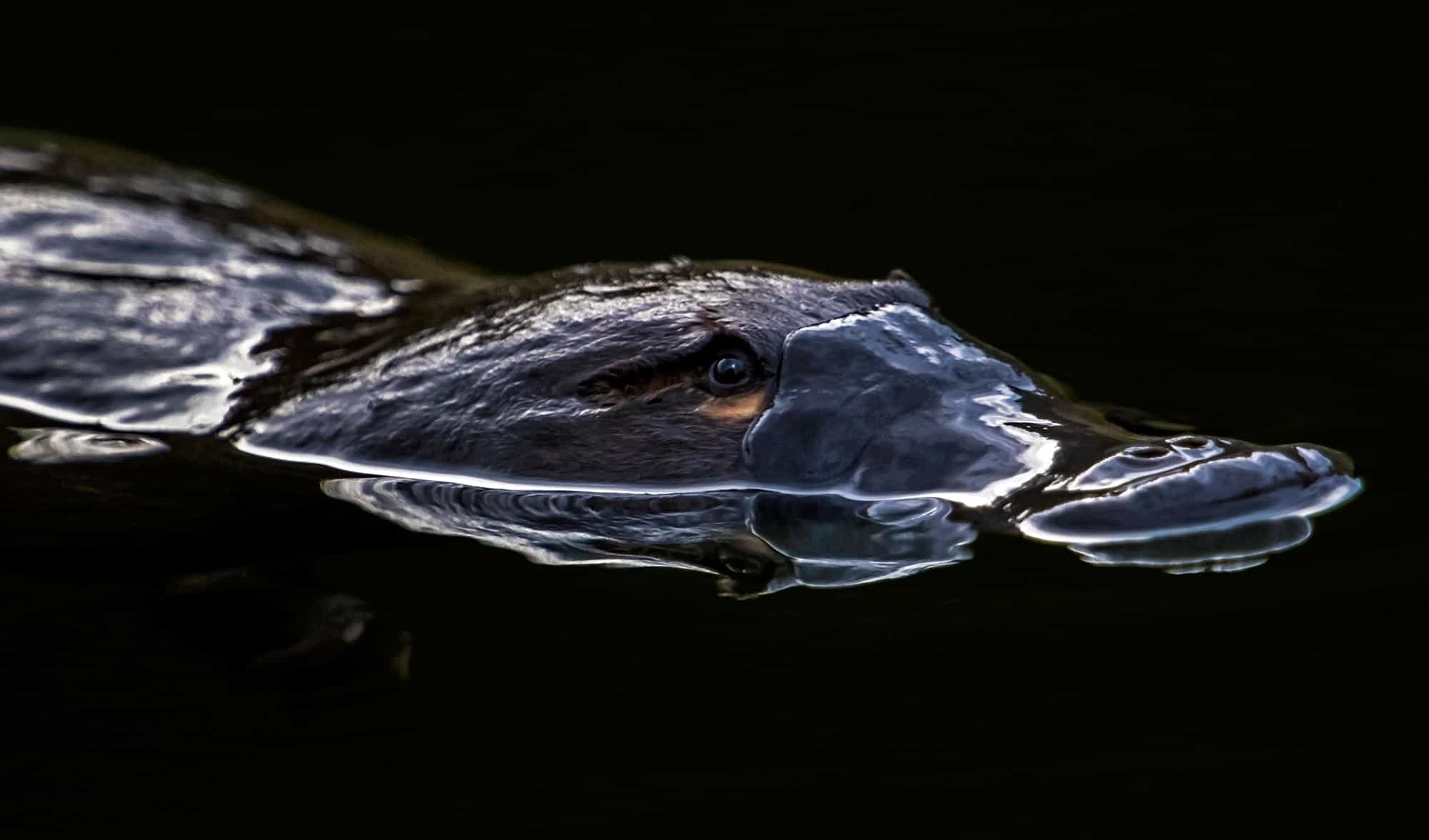 Platypus, Iconic Australian animal, Puzzle of adaptation, Time's up, 2000x1180 HD Desktop