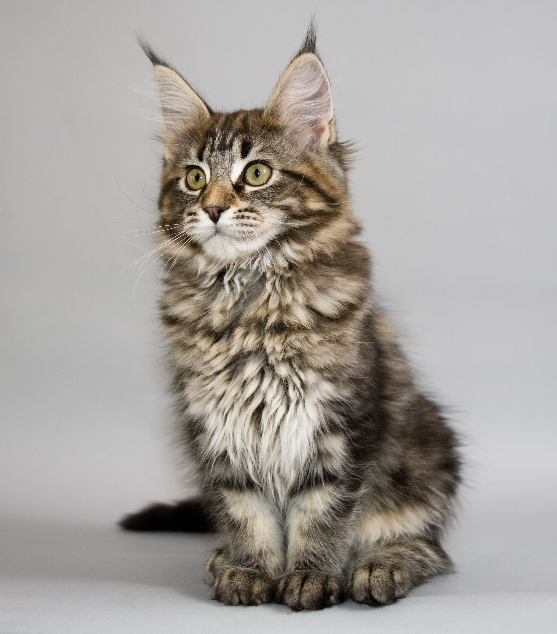 Maine Coon kitten portrait, Beautiful and adorable, Captivating photography, Perfect wallpaper, 1900x2160 HD Phone