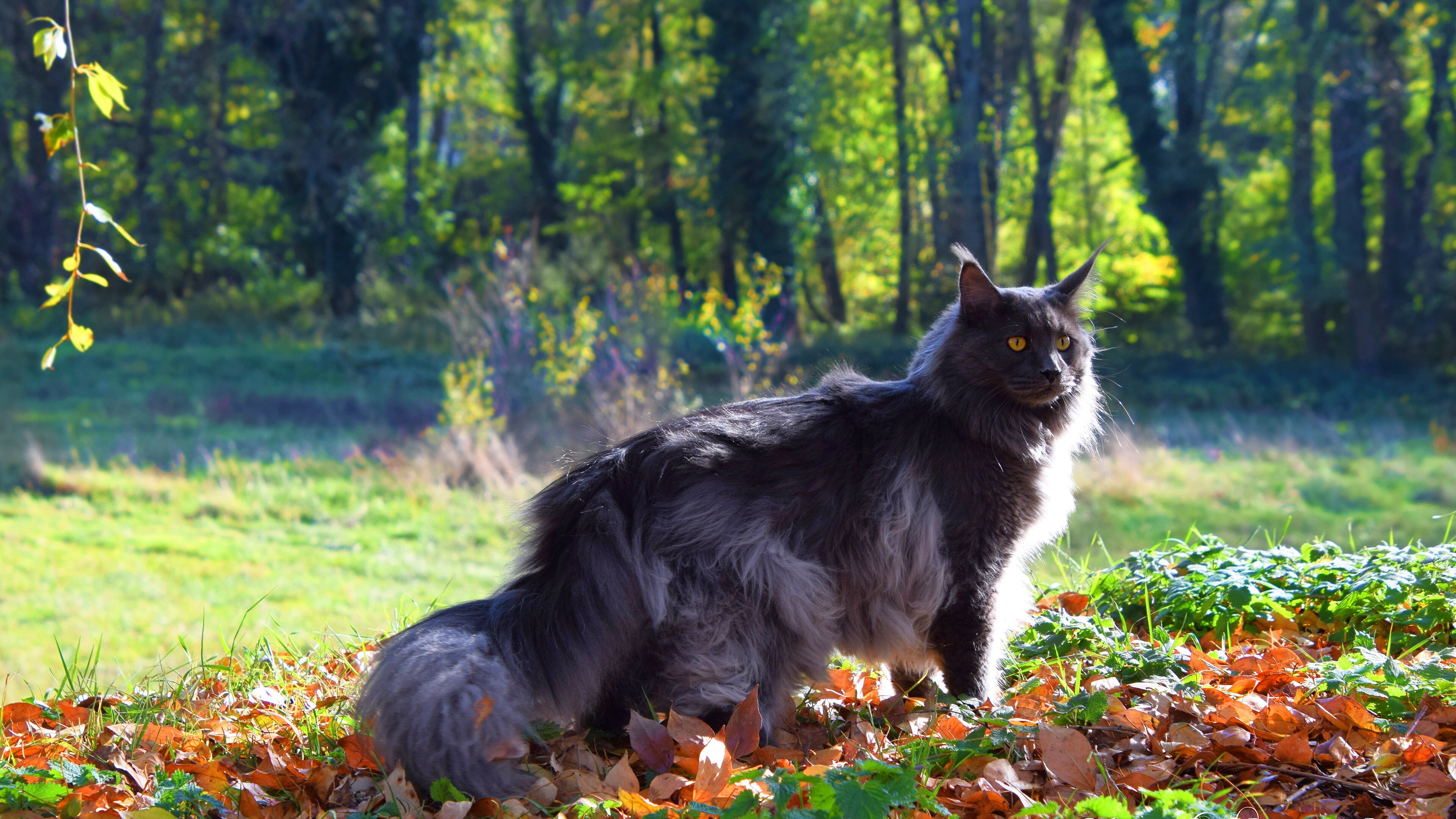 In nature, Maine Coon Wallpaper, 3840x2160 4K Desktop