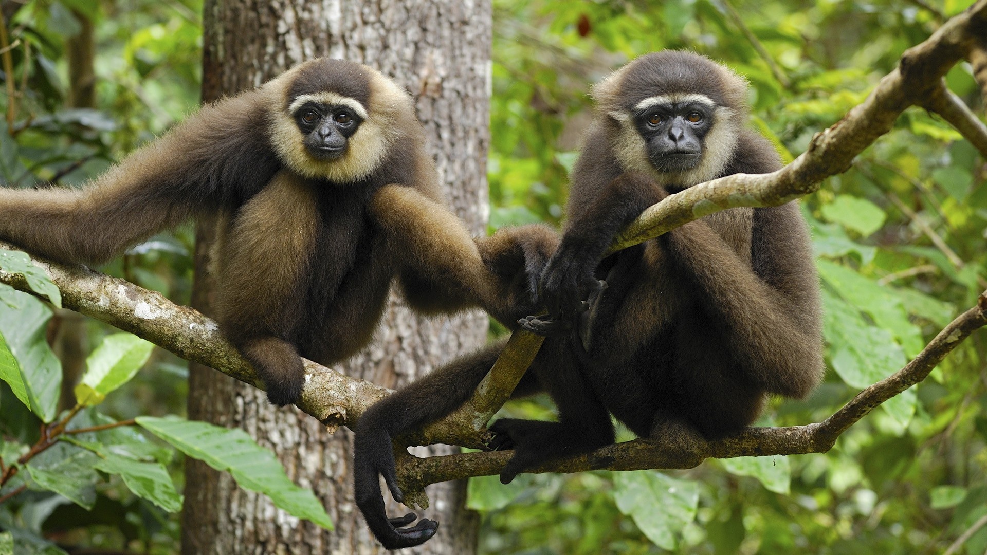 Mischievous Monkey Close-Ups, Animated Wallpaper, Curious Creatures, Expressive Eyes, 1920x1080 Full HD Desktop