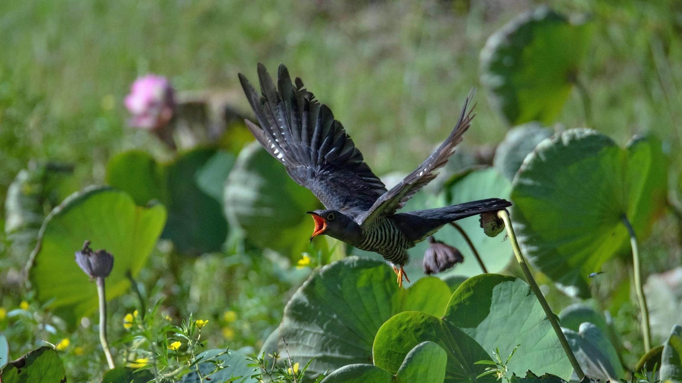 Cuckoo symbolism, Ancient beliefs, Spiritual significance, Nature's whispers, 2260x1280 HD Desktop