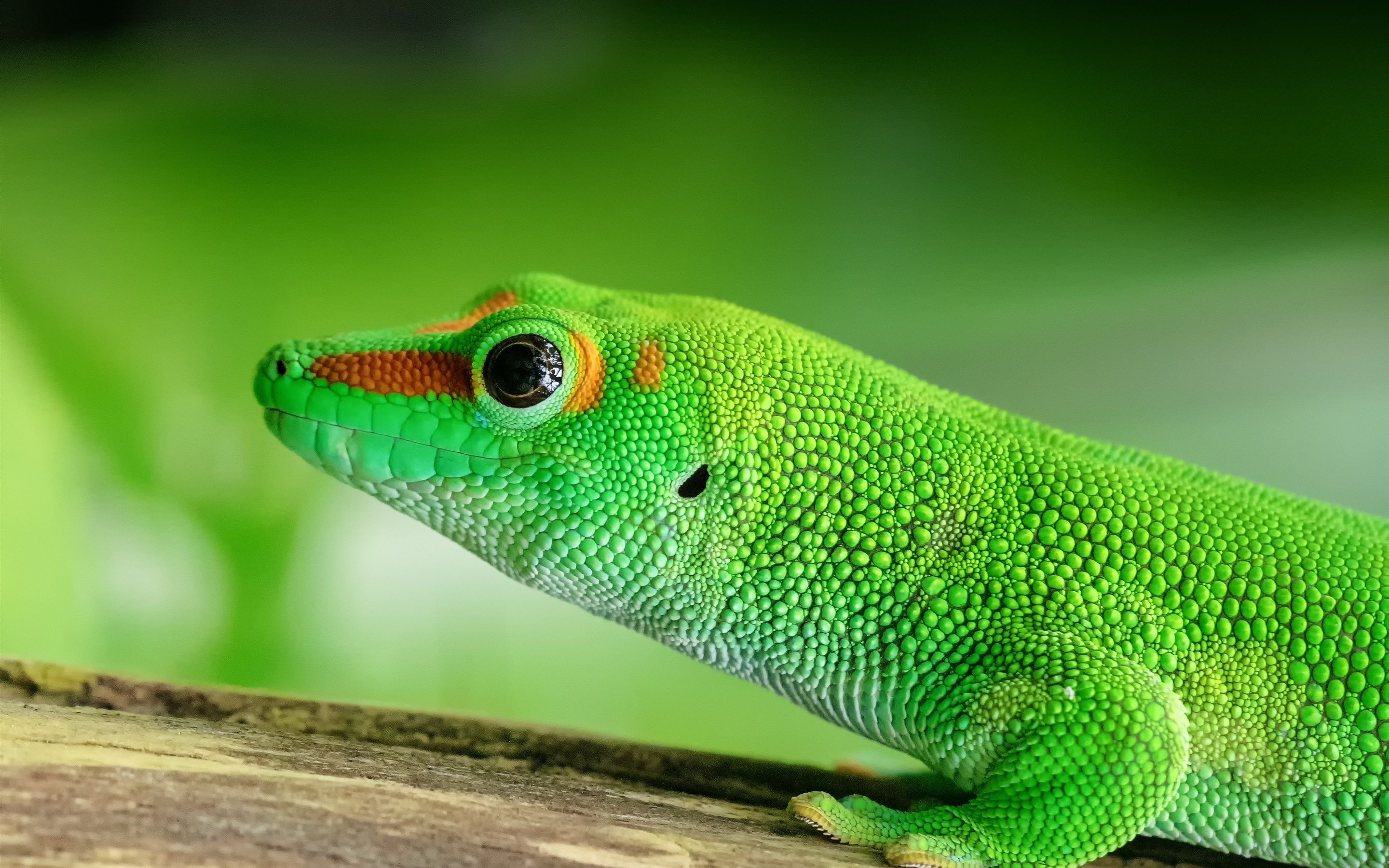 Green lizard fascination, Vibrant reptile, Beautiful wallpapers, Nature's charm, 2880x1800 HD Desktop