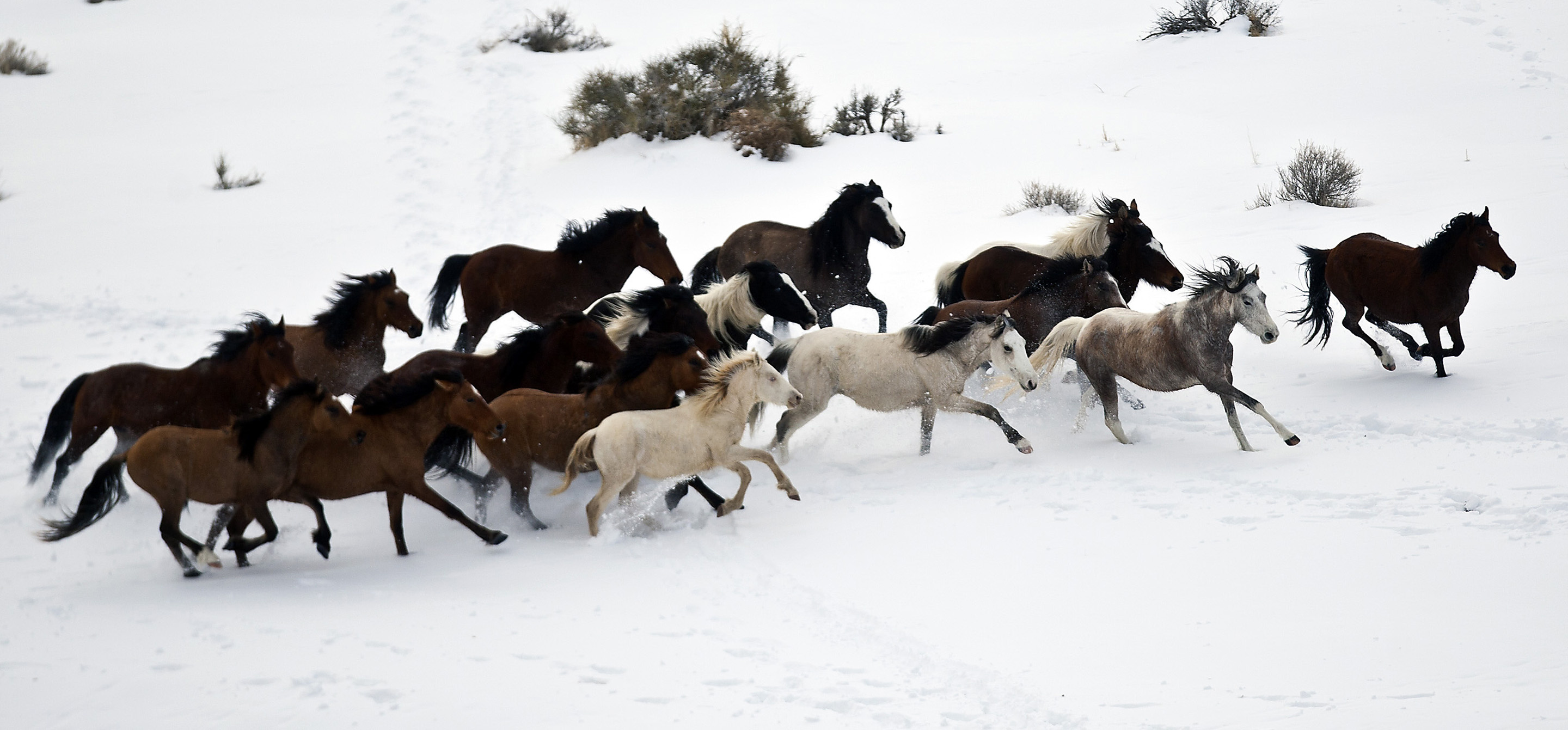 Herd of horses, Horses in the Snow Wallpaper, 2880x1350 Dual Screen Desktop