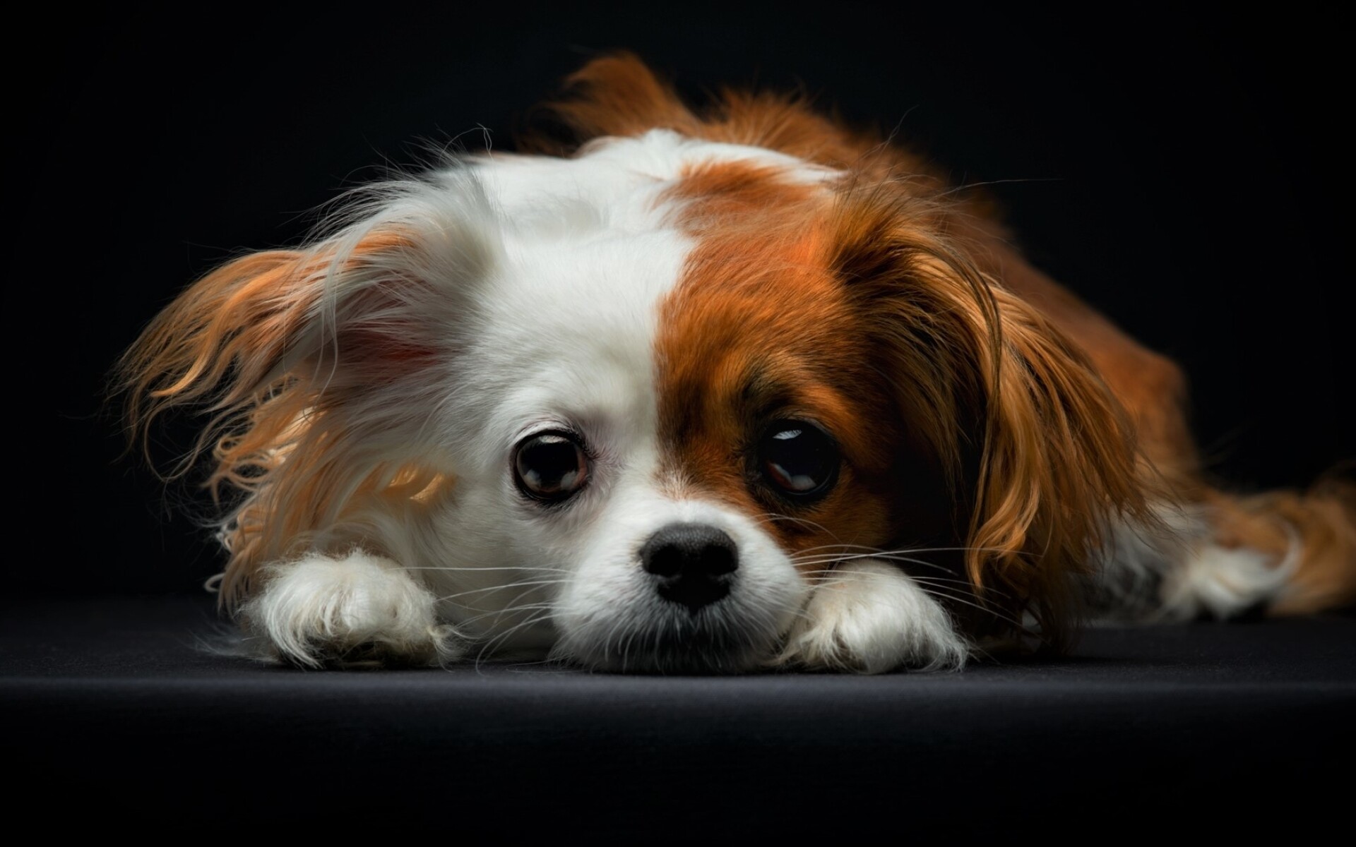 Papillon Dog, Close-up shot, Sad expression, Cute animals, 1920x1200 HD Desktop