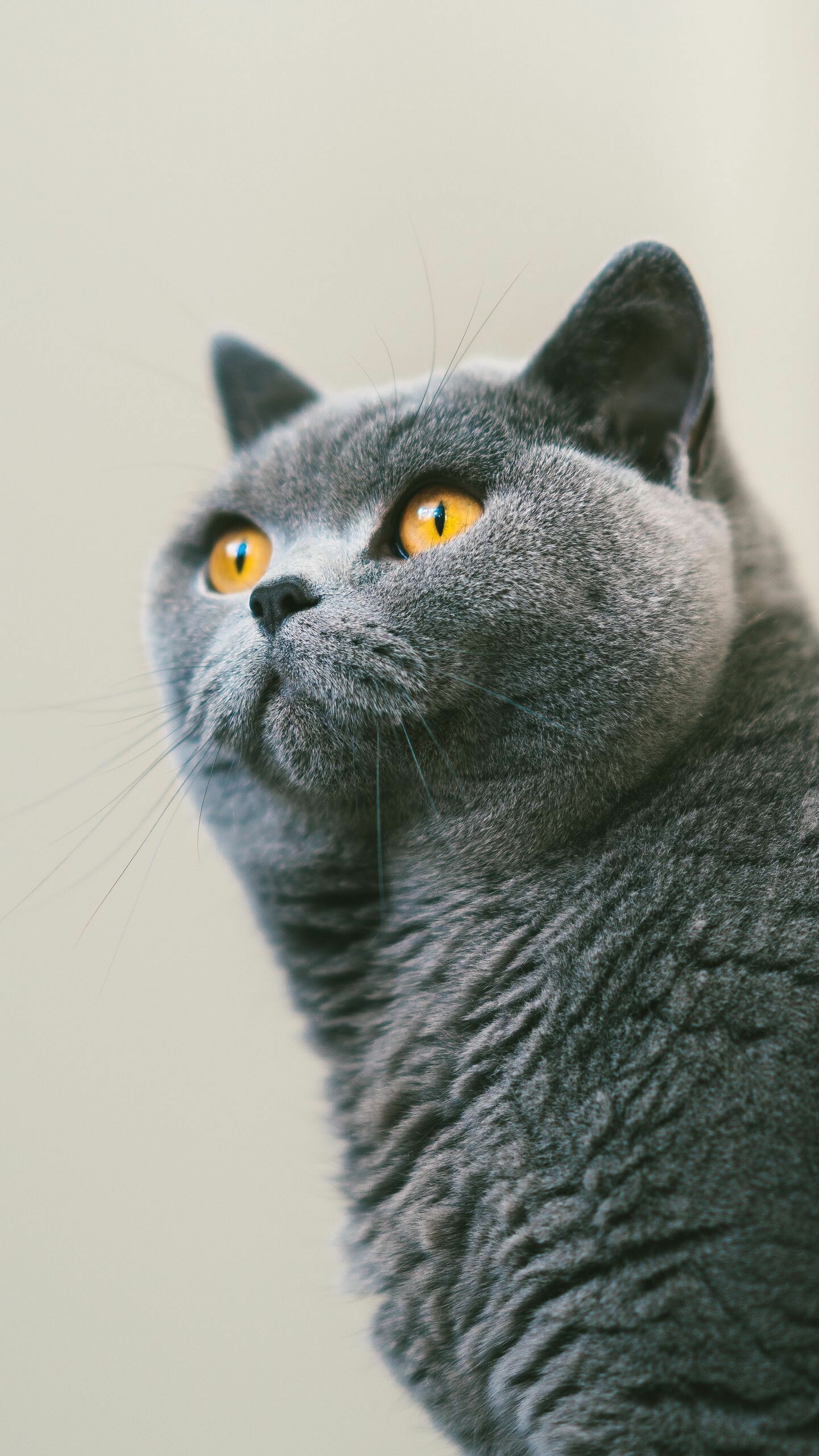 British Cat, Magnificent wallpapers, Posted by Michelle, Striking visuals, 1440x2560 HD Phone