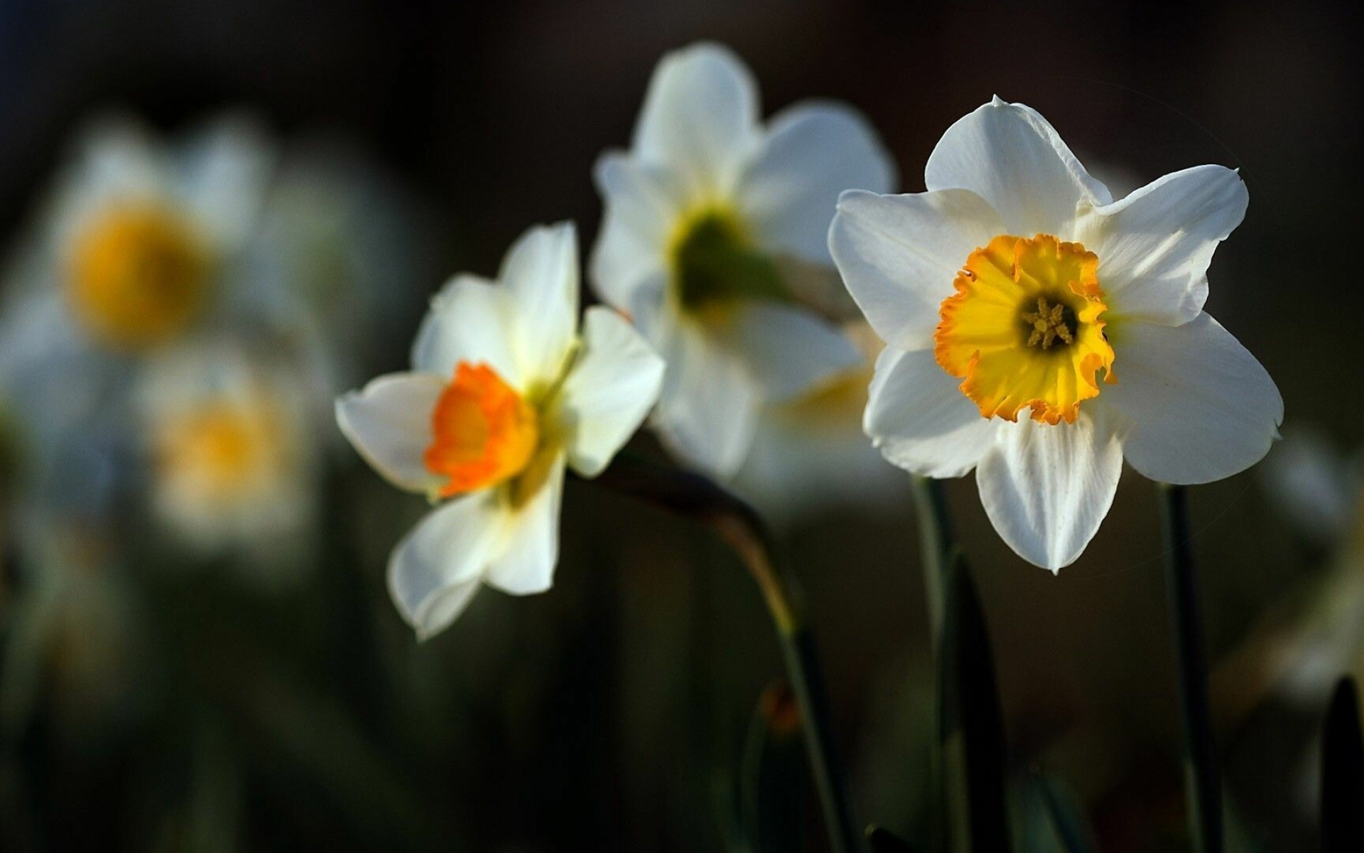 Daffodil wallpaper collection, Nature's beauty, Flower power, Enchanting visuals, 1920x1200 HD Desktop