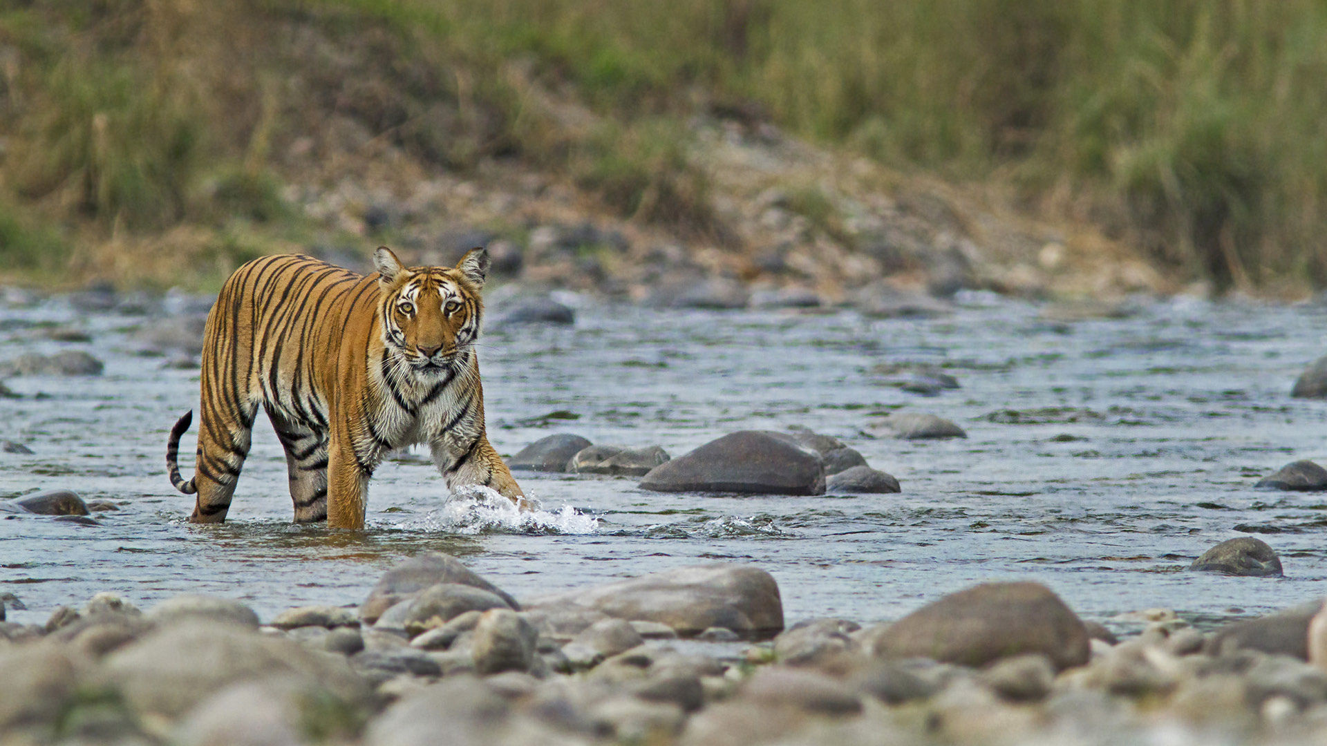 Jim Corbett National Park, 252 Tigers, Highest World, 1920x1080 Full HD Desktop