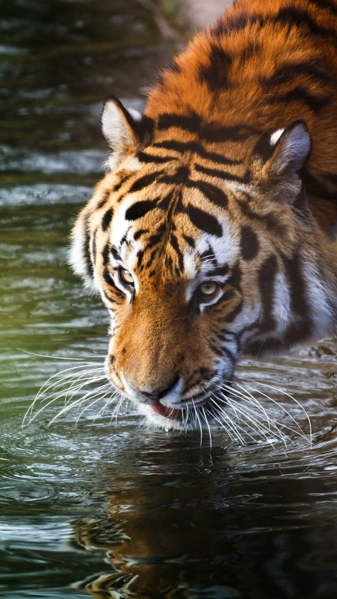 Tiger 4K phone wallpapers, Dynamic displays, Roaring power, Pocket beauty, 1080x1920 Full HD Phone