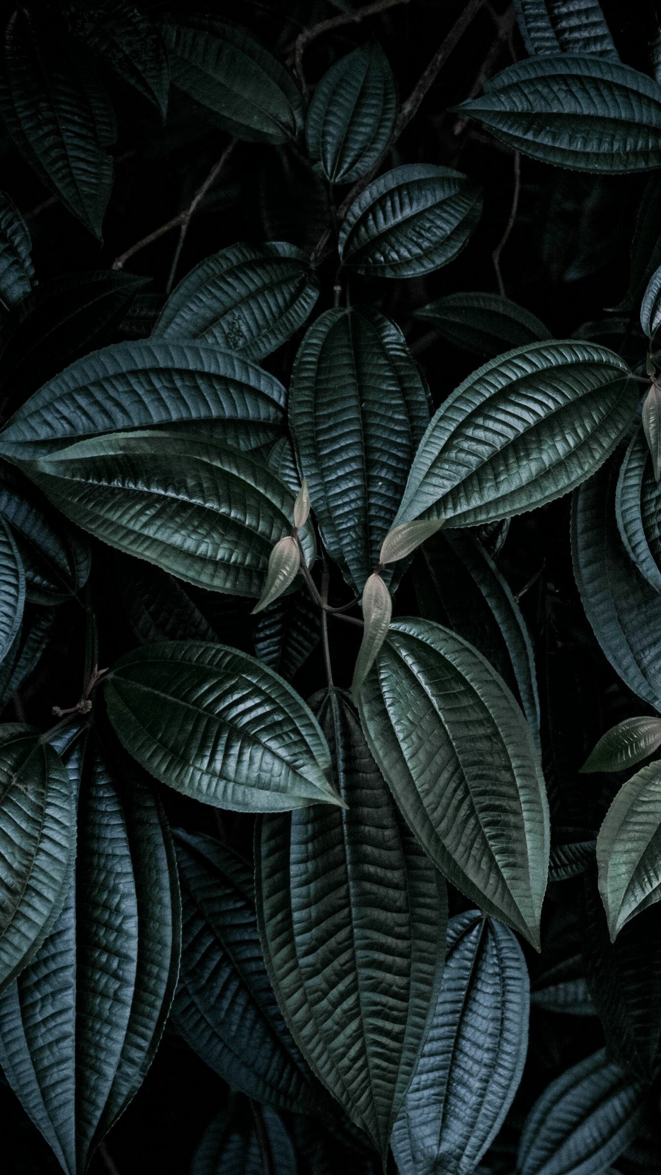 Dark leaves wallpapers, Mysterious atmosphere, Black and green color scheme, Moody, 1350x2400 HD Phone