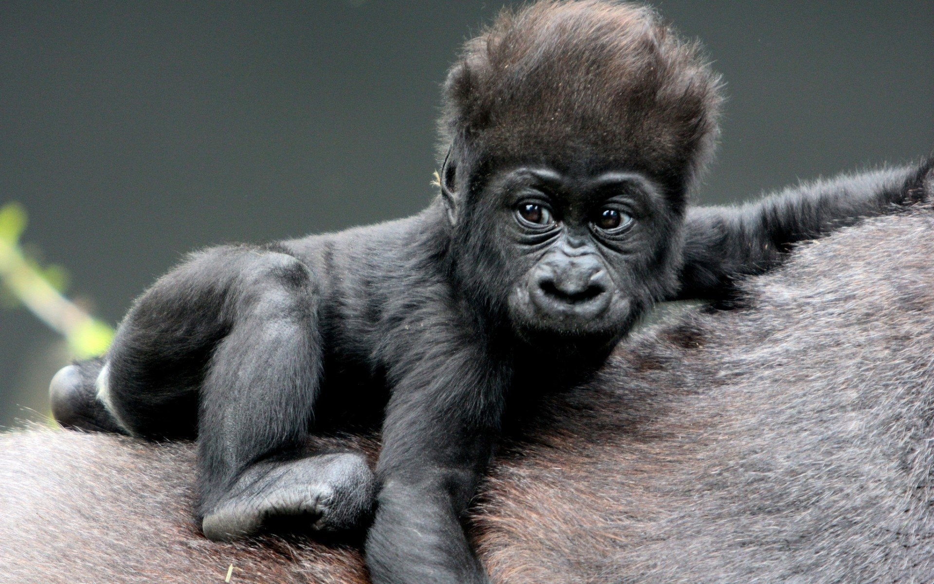 Baby, Gorillas Wallpaper, 1920x1200 HD Desktop