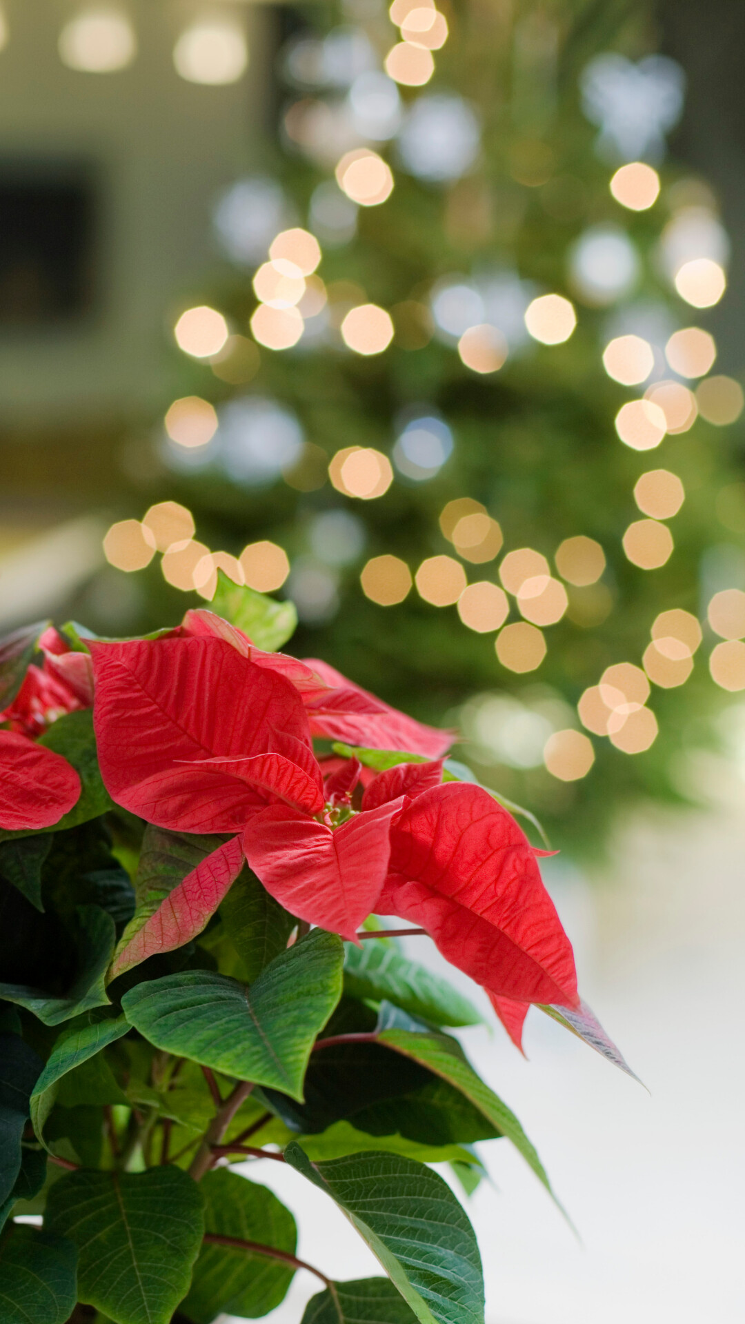 Christmas colors, Blaise Marque's design, Phone wallpaper, Poinsettia leaves, 1080x1920 Full HD Phone