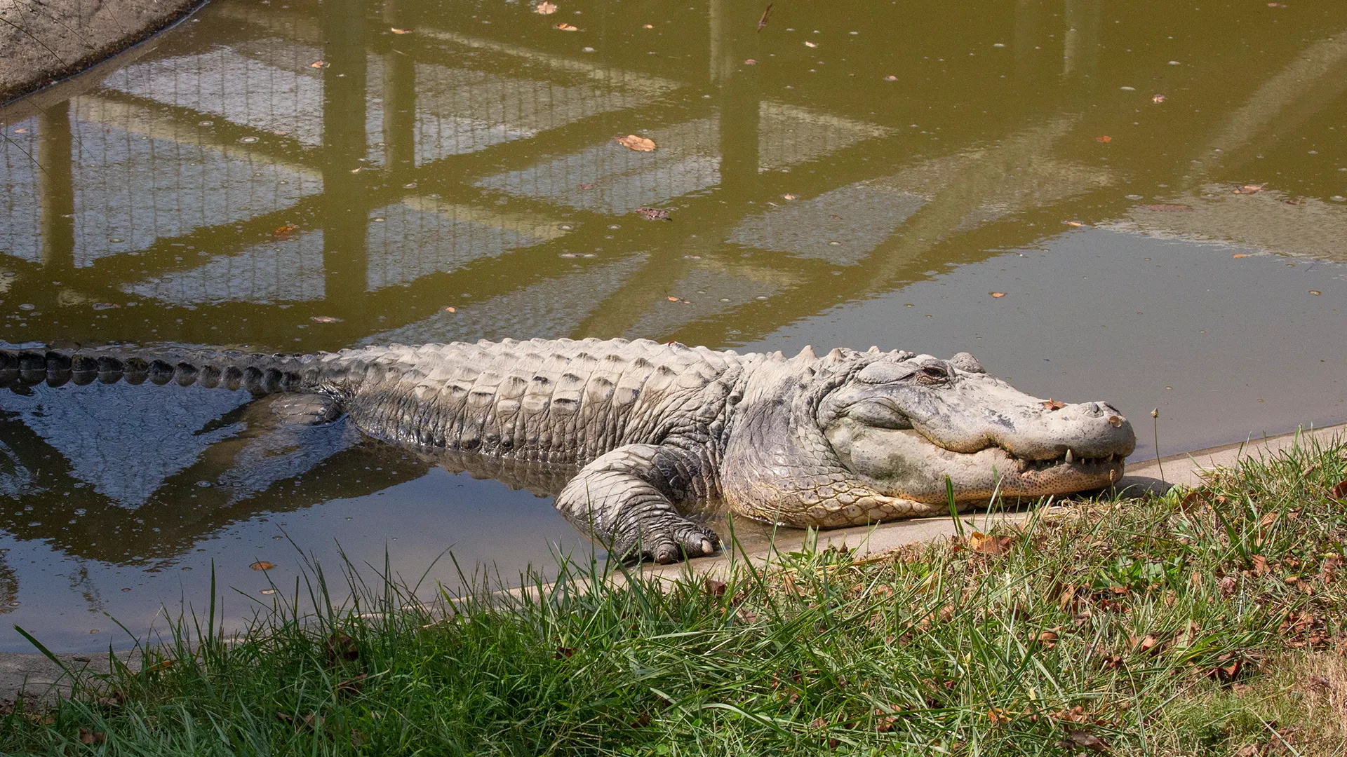 Lake Tobias Wildlife Park, Alligators Wallpaper, 1920x1080 Full HD Desktop