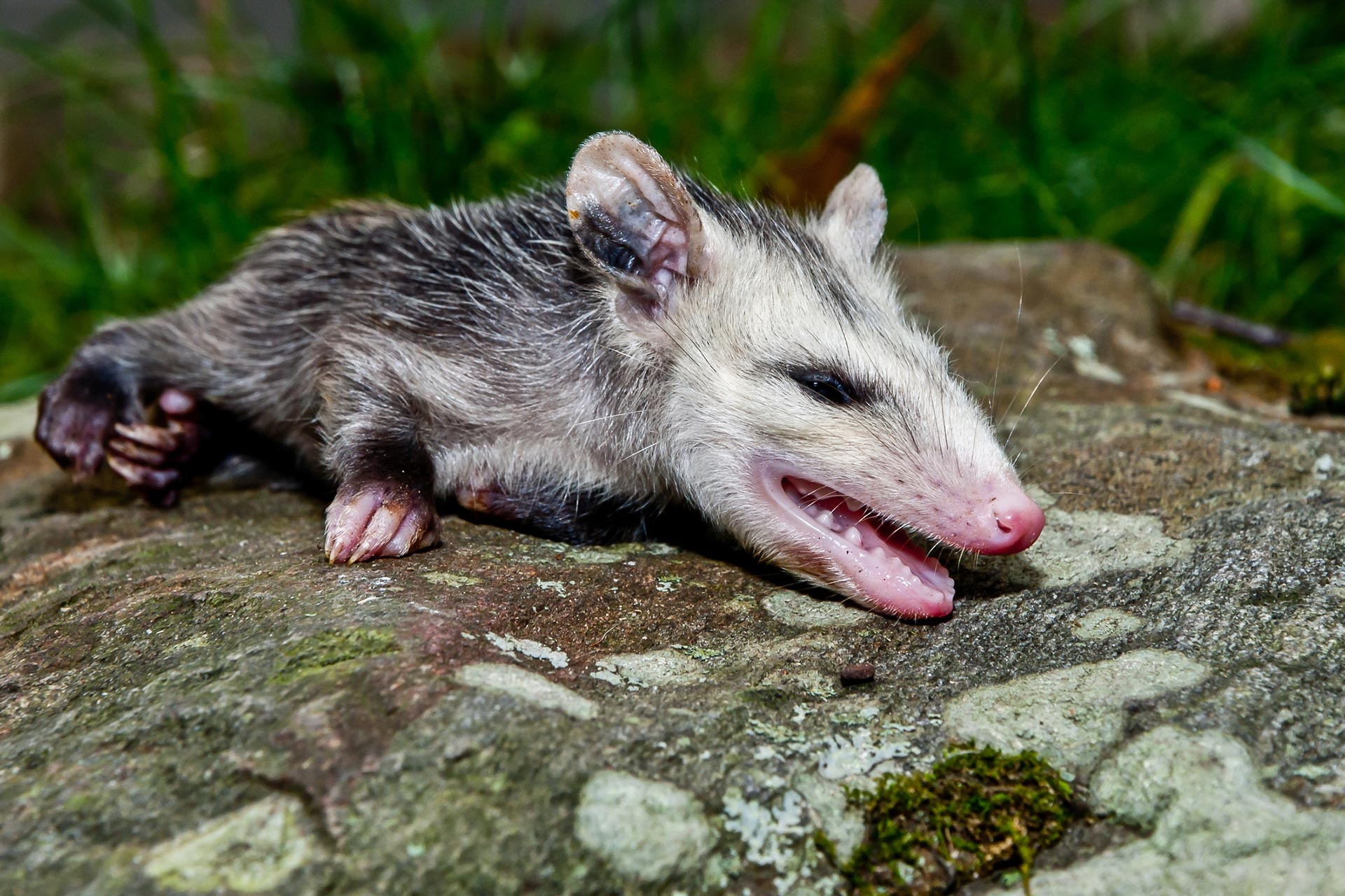 Playing dead, Wildlife defense mechanism, Animal survival, Life-saving strategies, 1920x1280 HD Desktop